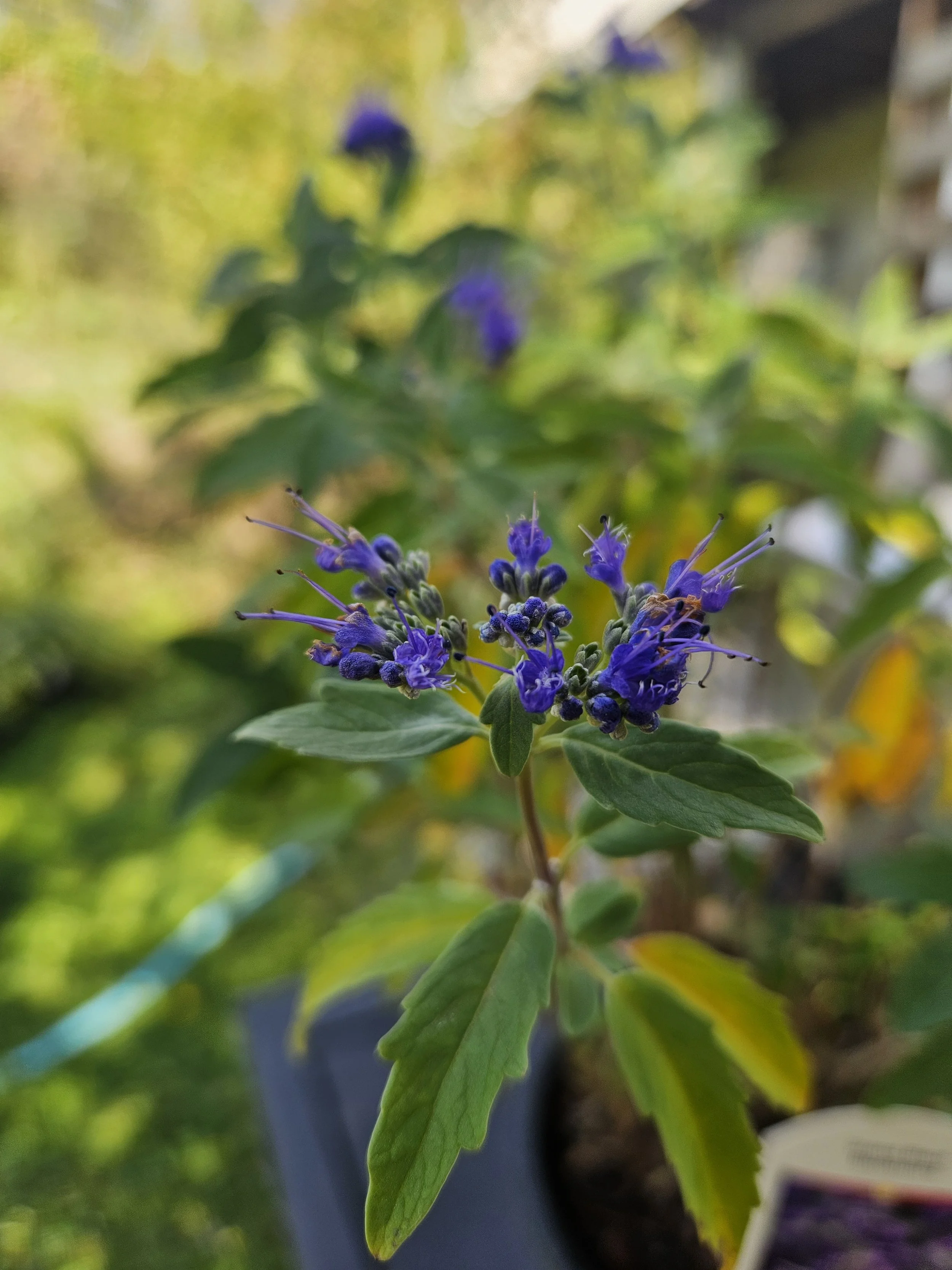 Grand Bleu® Caryopteris (Caryopteris × clandonensis 'Inoveris')
