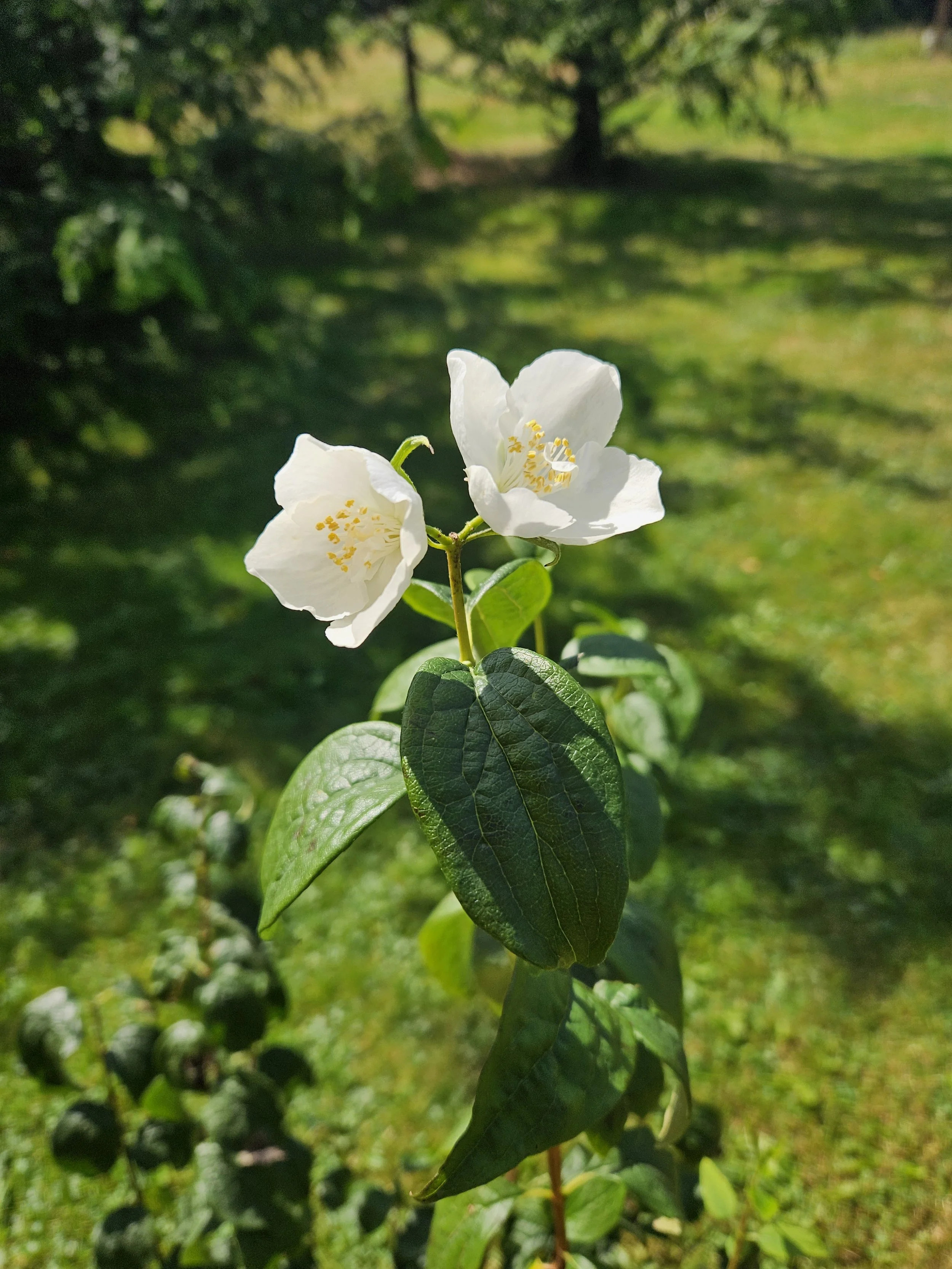 Snow White™ Mockorange (Philadelphus 'Snowwhite Fantasy')