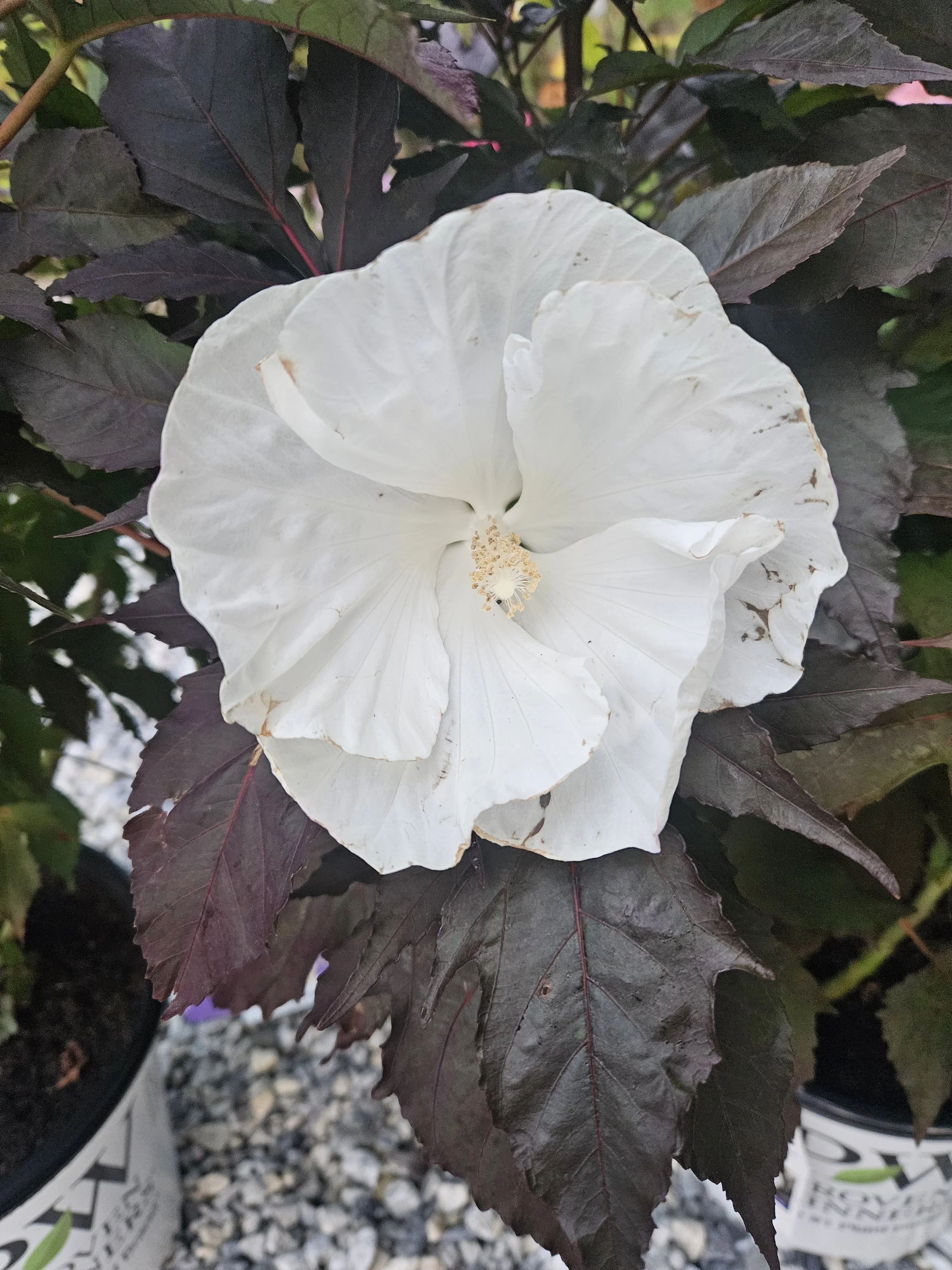 Summerific® ‘Cookies and Cream’ Rose Mallow (Hibiscus hybrid)