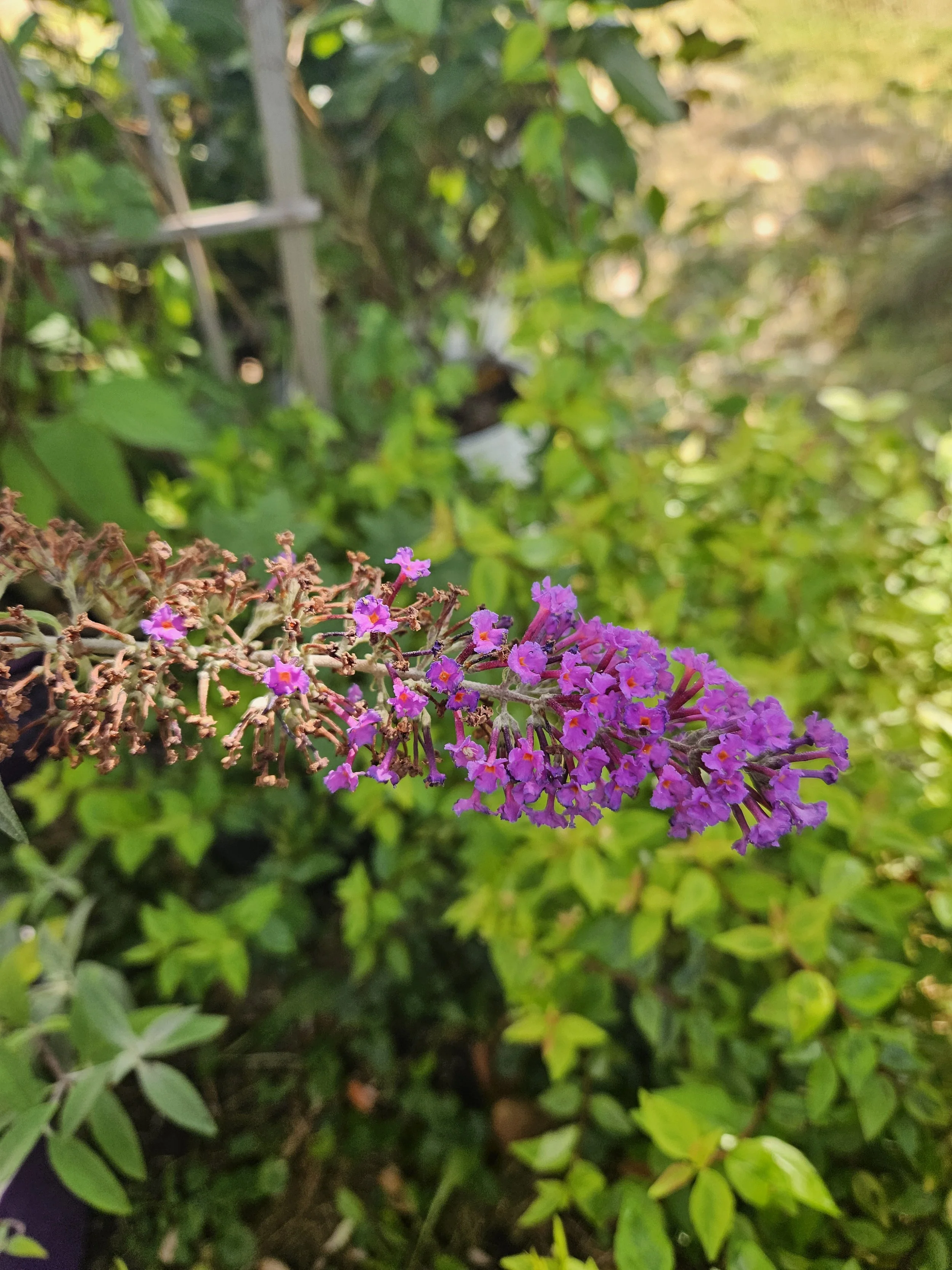 Funky Fuchsia™ Butterfly Bush (Buddleia davidii ‘PIIBD-II’)