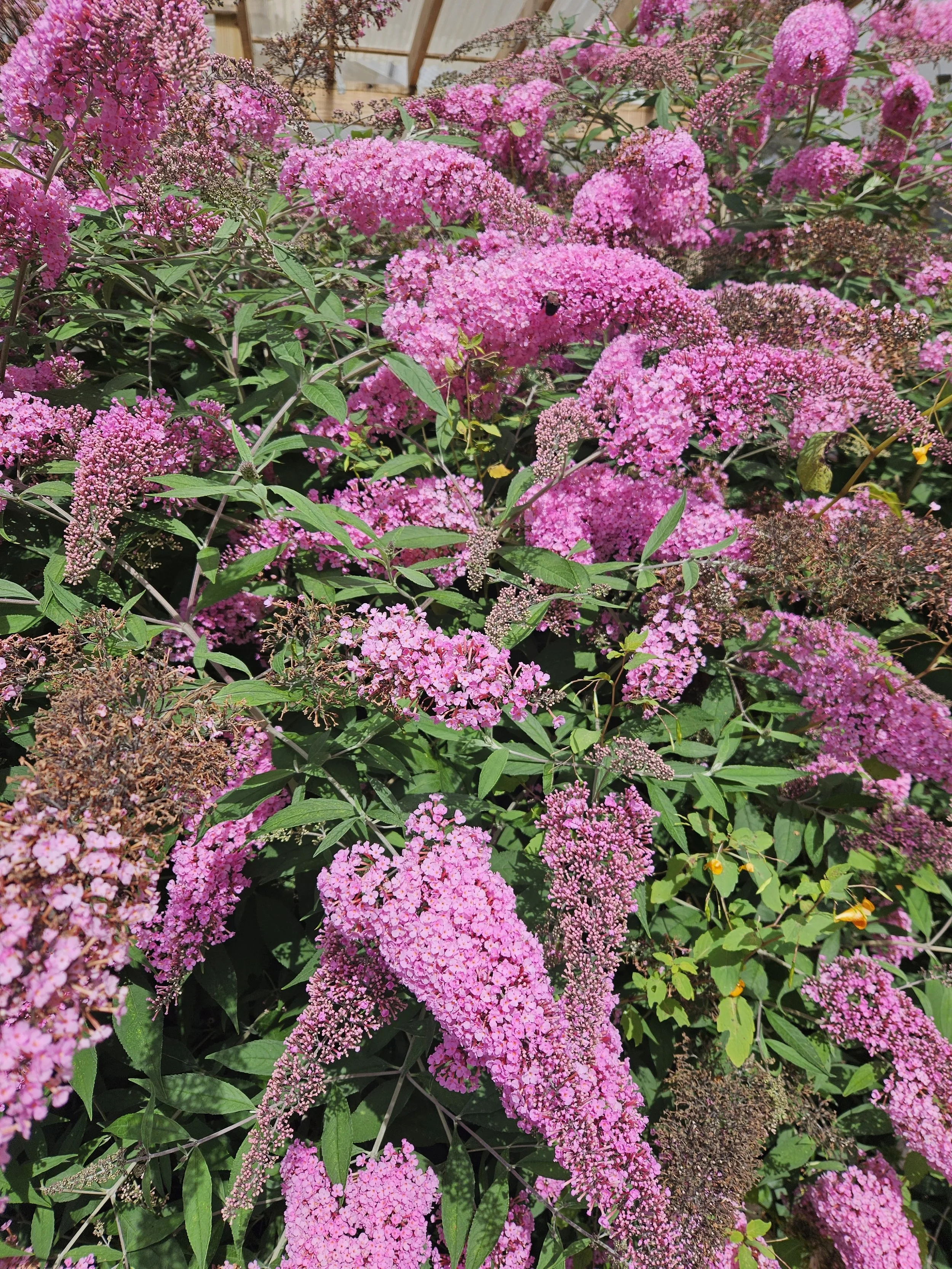 Pink Delight Butterfly Bush (Buddleja davidii ‘Pink Delight’)