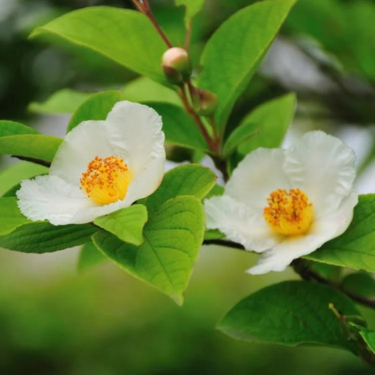 Japanese Stewartia (Stewartia pseudocamellia)