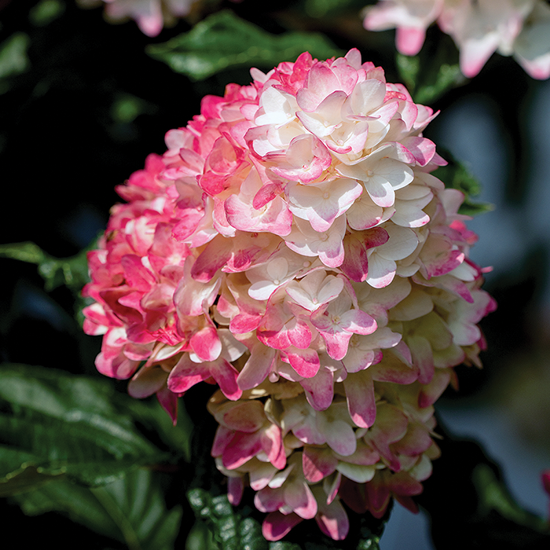 Spring Sizzle® Panicle Hydrangea