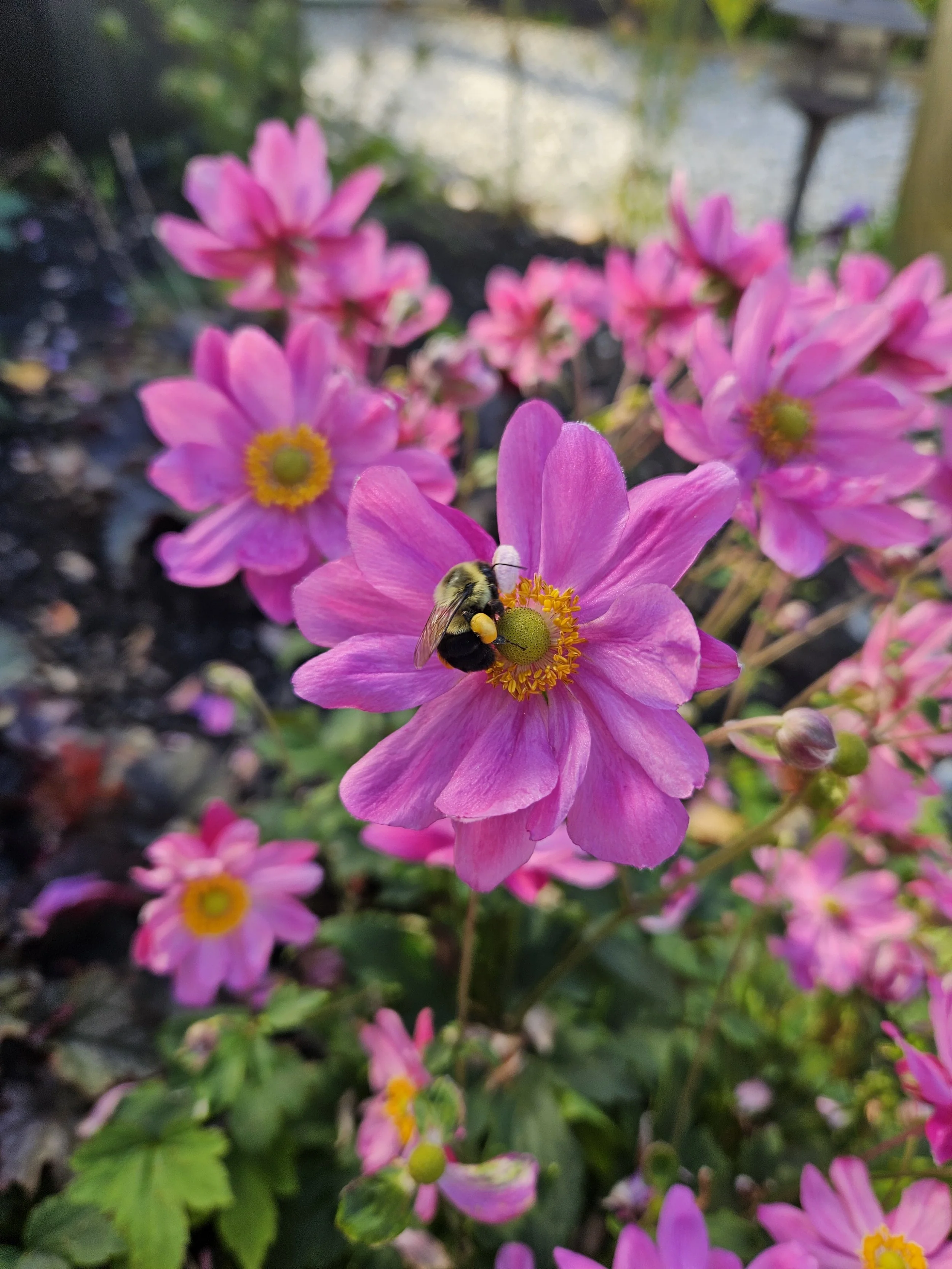 Botanical Gardens in Maine: A Guide to Garden Inspiration, Plant Collections &amp; the Growing Gardens at 19 Birch Lane