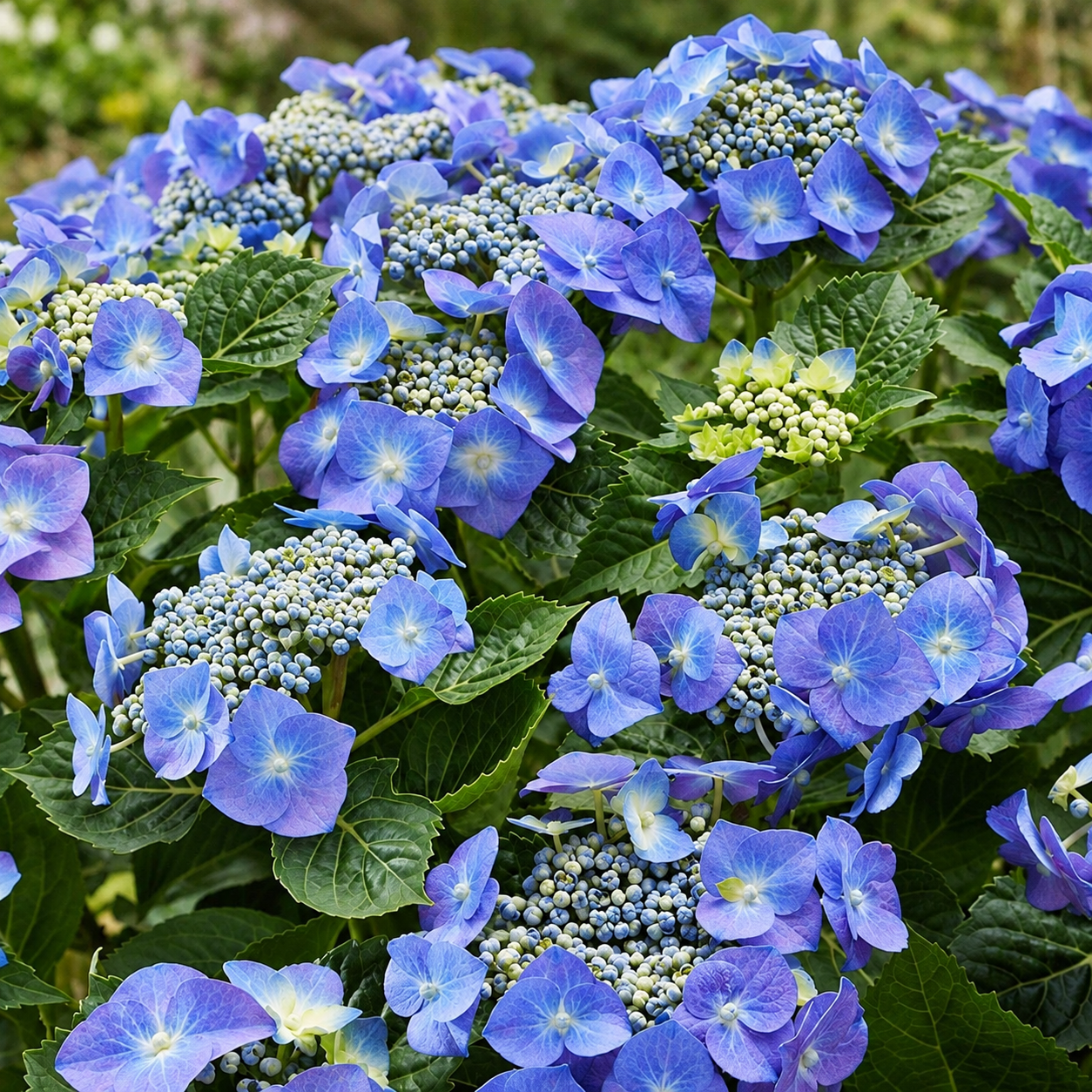 Teller’s Blue Lacecap HydrangeaHydrangea macrophylla ‘Blaumeise’ (Teller Blue)