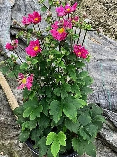 Curtain Call® Deep Rose Japanese Anemone (Anemone × ‘Curtain Call Deep Rose’)