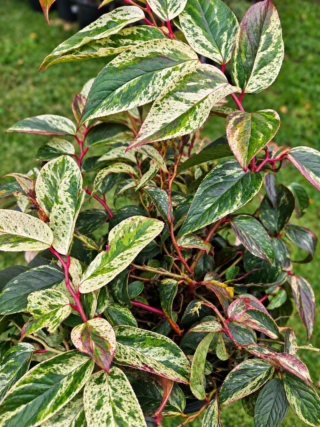 Girard’s Rainbow LeucothoeLeucothoe fontanesiana ‘Girard’s Rainbow’