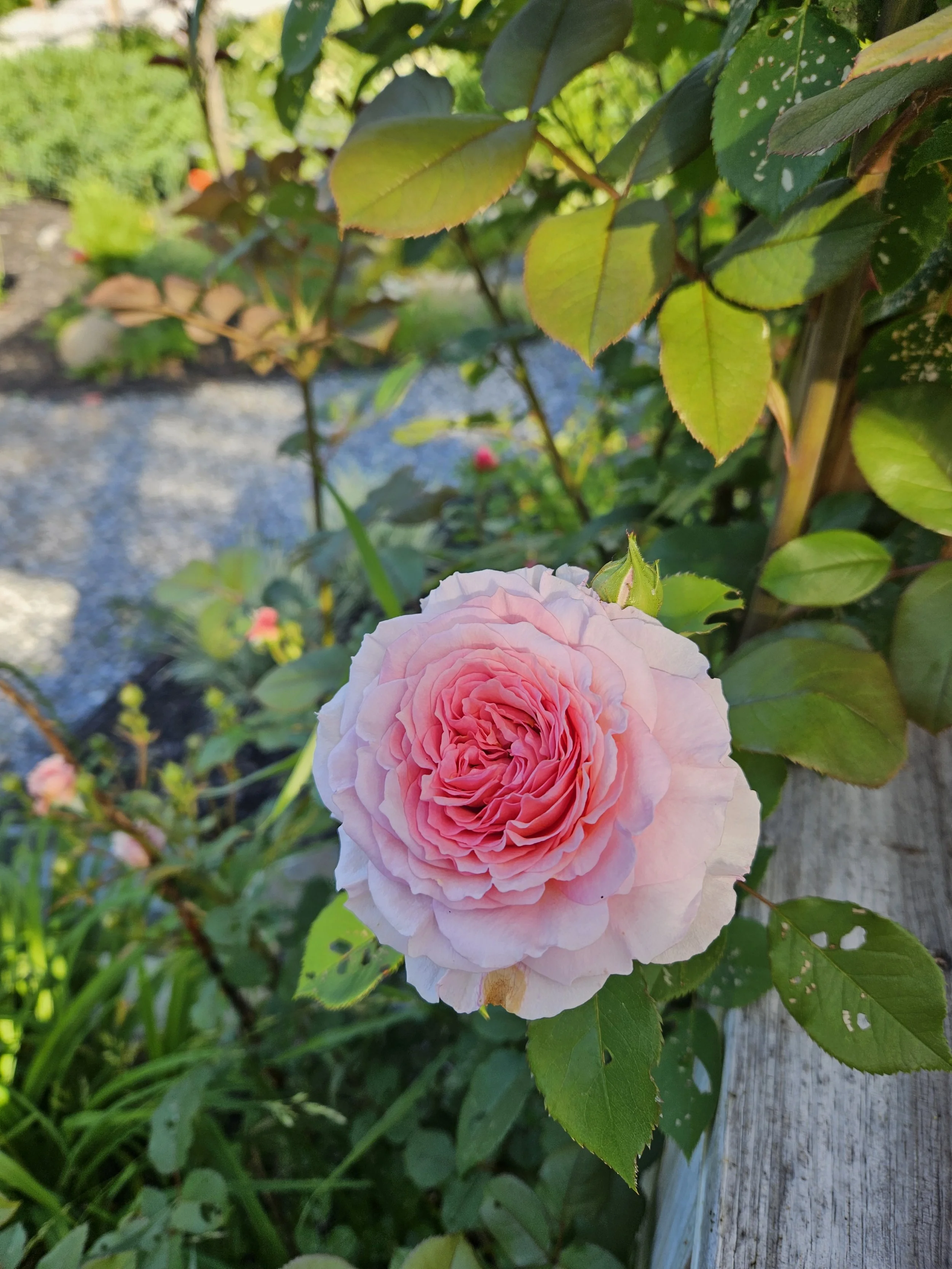 A pink flower, possibly a rose, blooming on a bush with green leaves, growing beside a weathered wooden fence in sunlight.