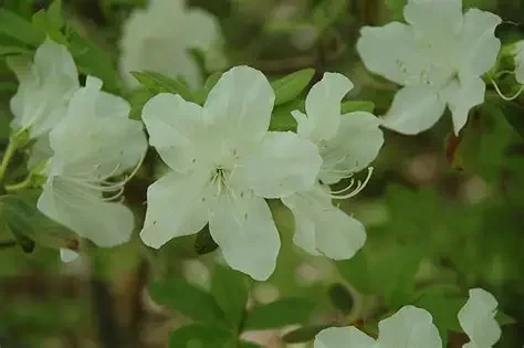 Kathy Ann Azalea