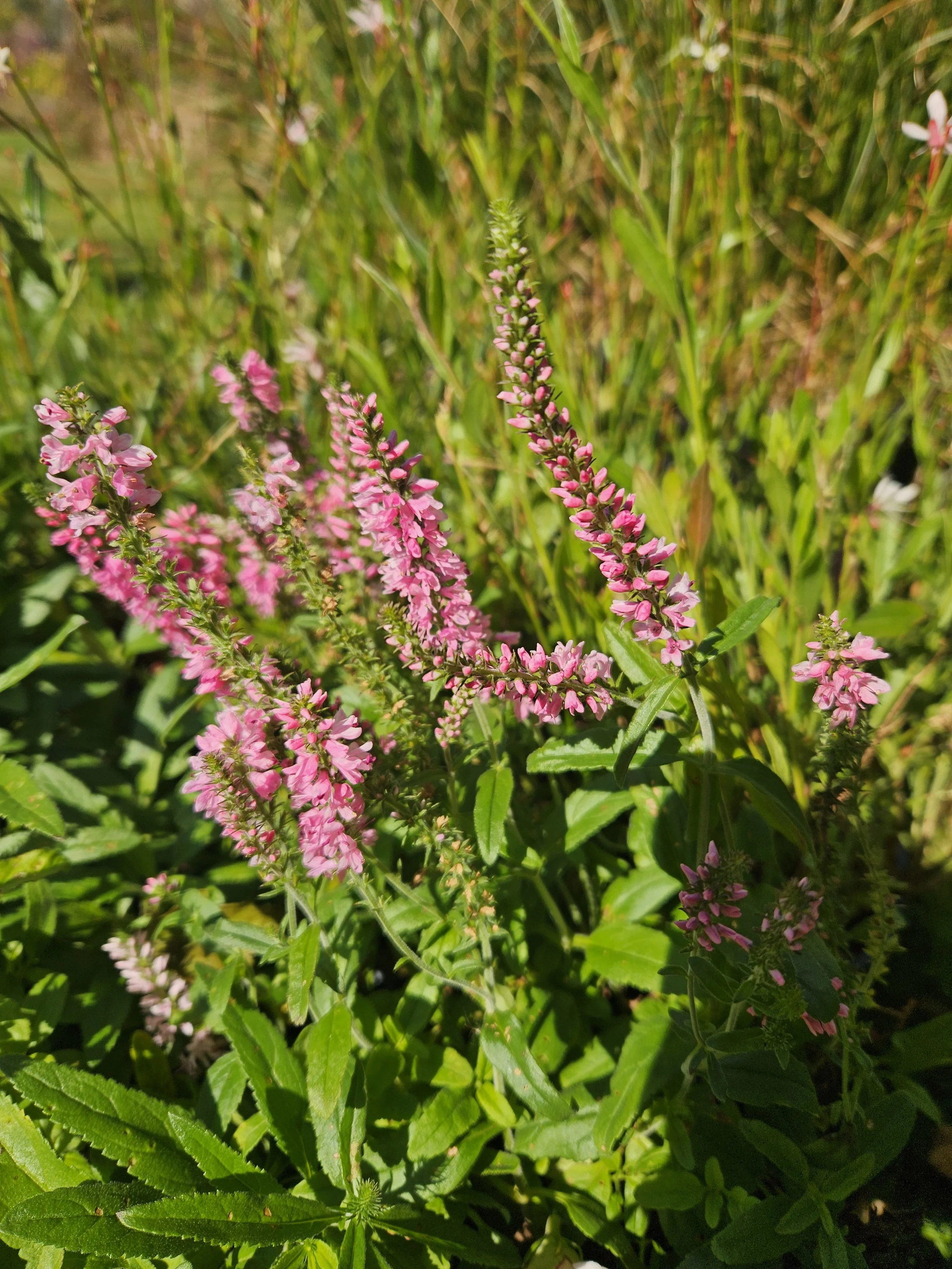 Moody Blues® Dark Pink SpeedwellVeronica spicata — A Colorful, Pollinator-Friendly Perennial for Maine Gardens