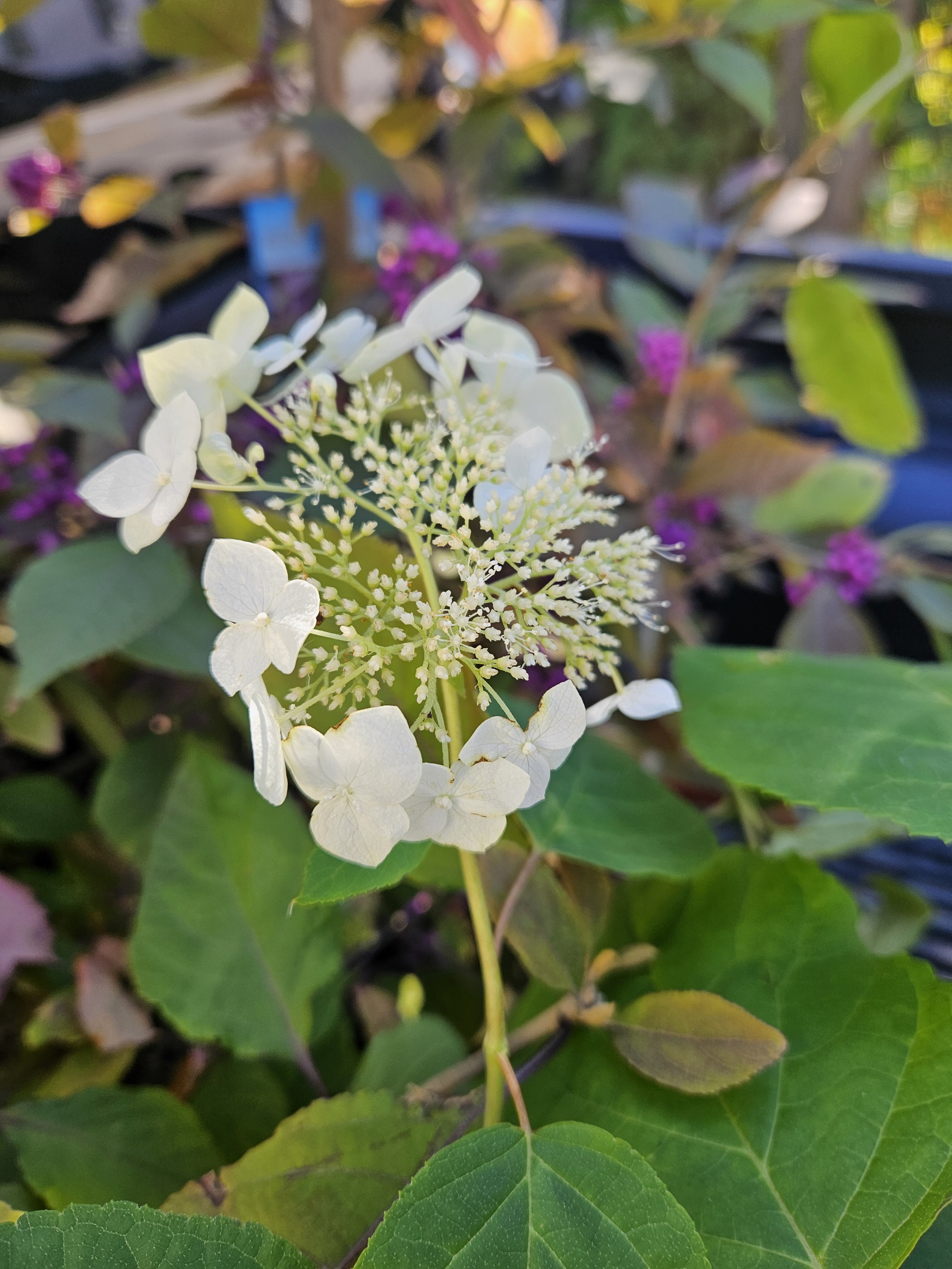 Haas’ Halo Smooth Hydrangea
