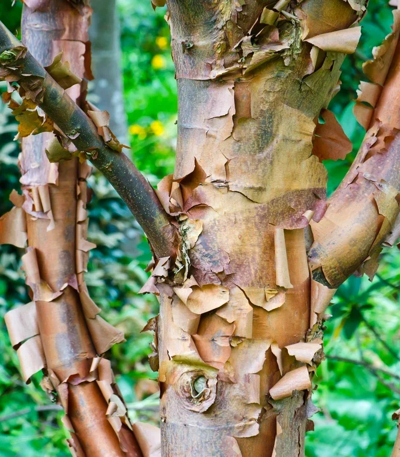 Paperbark Maple (Acer griseum)