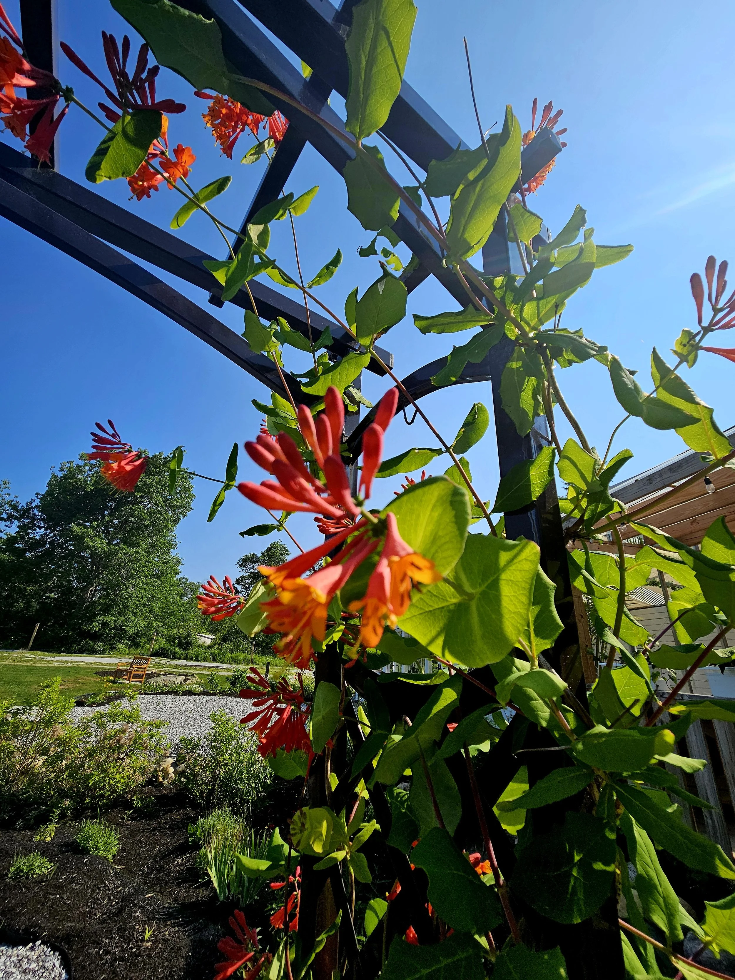 A garden scene with flowering climbing plant on a metal trellis under a clear blue sky with green trees and garden area in the background.