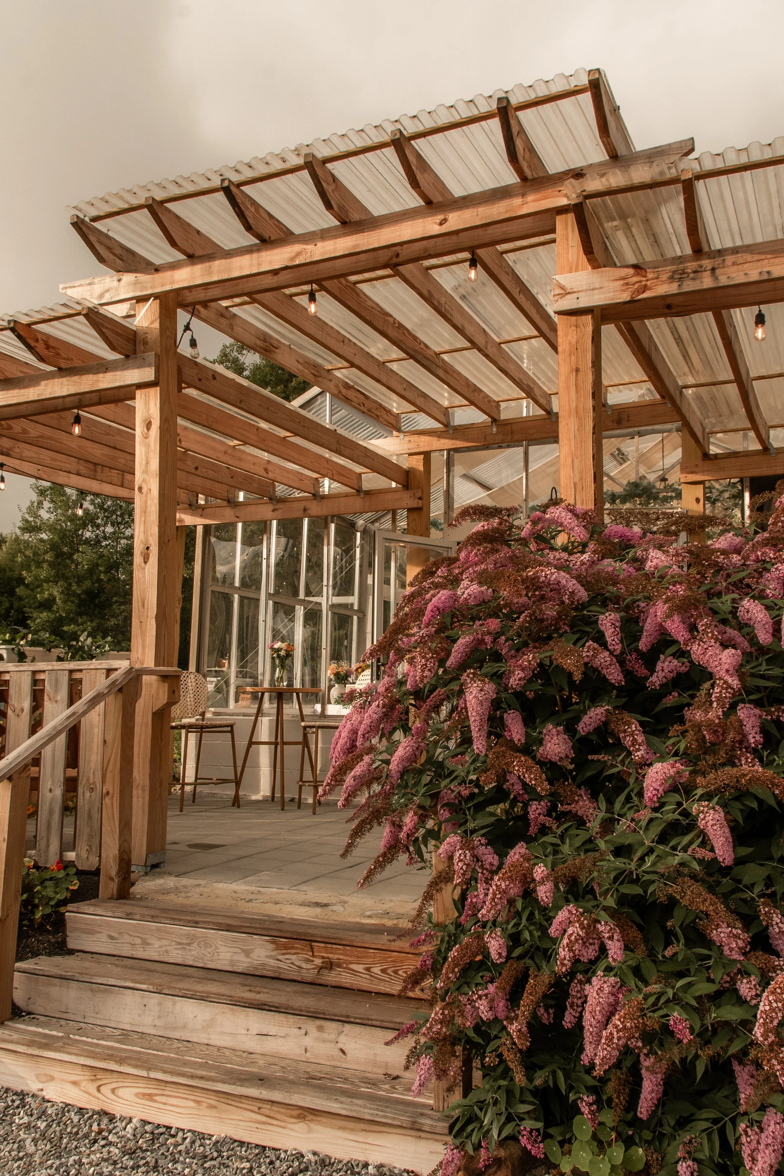 A wooden patio with a pergola, string lights, and pink flowering bushes outside a glass greenhouse.