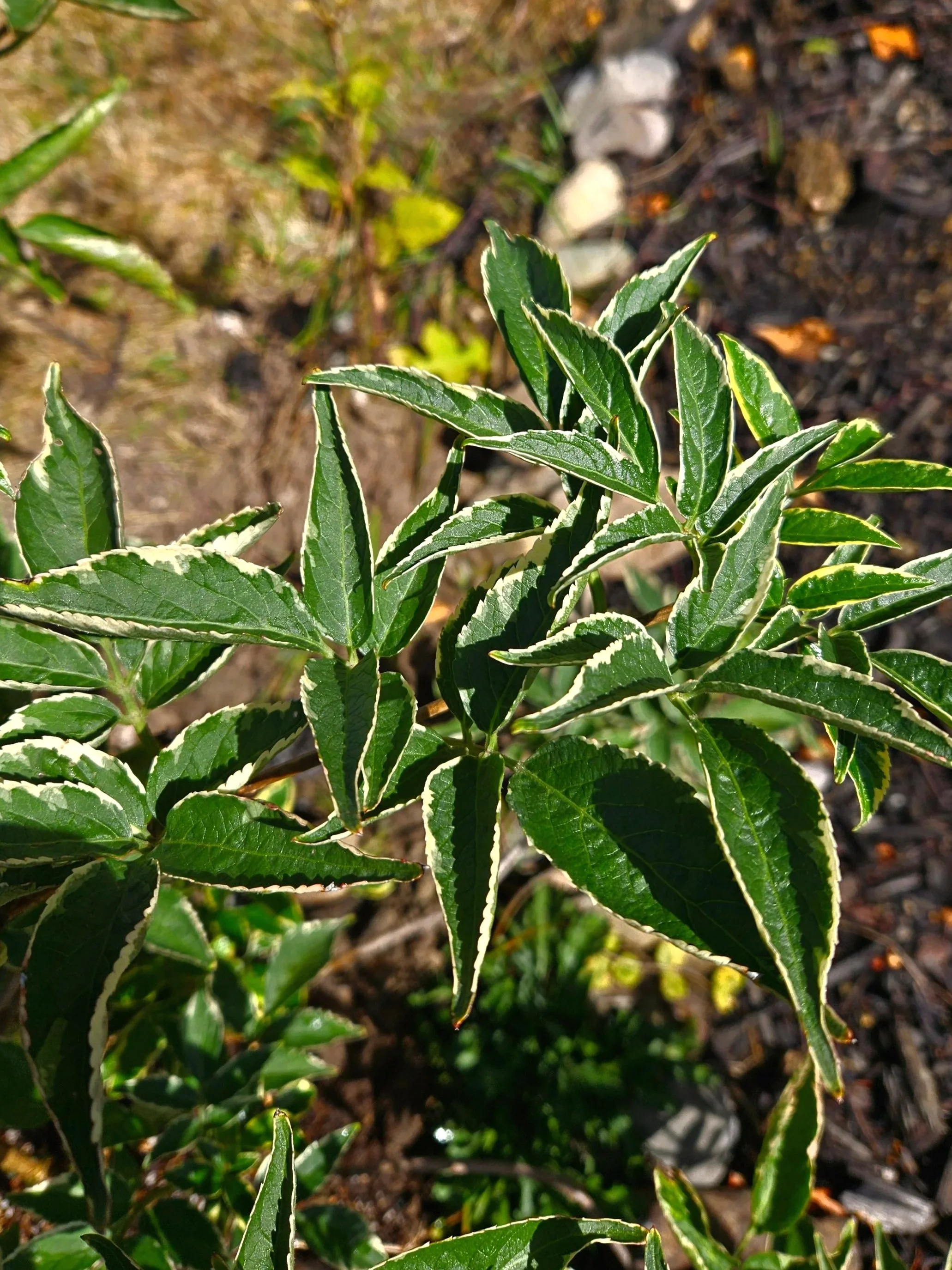Instant Karma® Elderberry (Sambucus nigra)