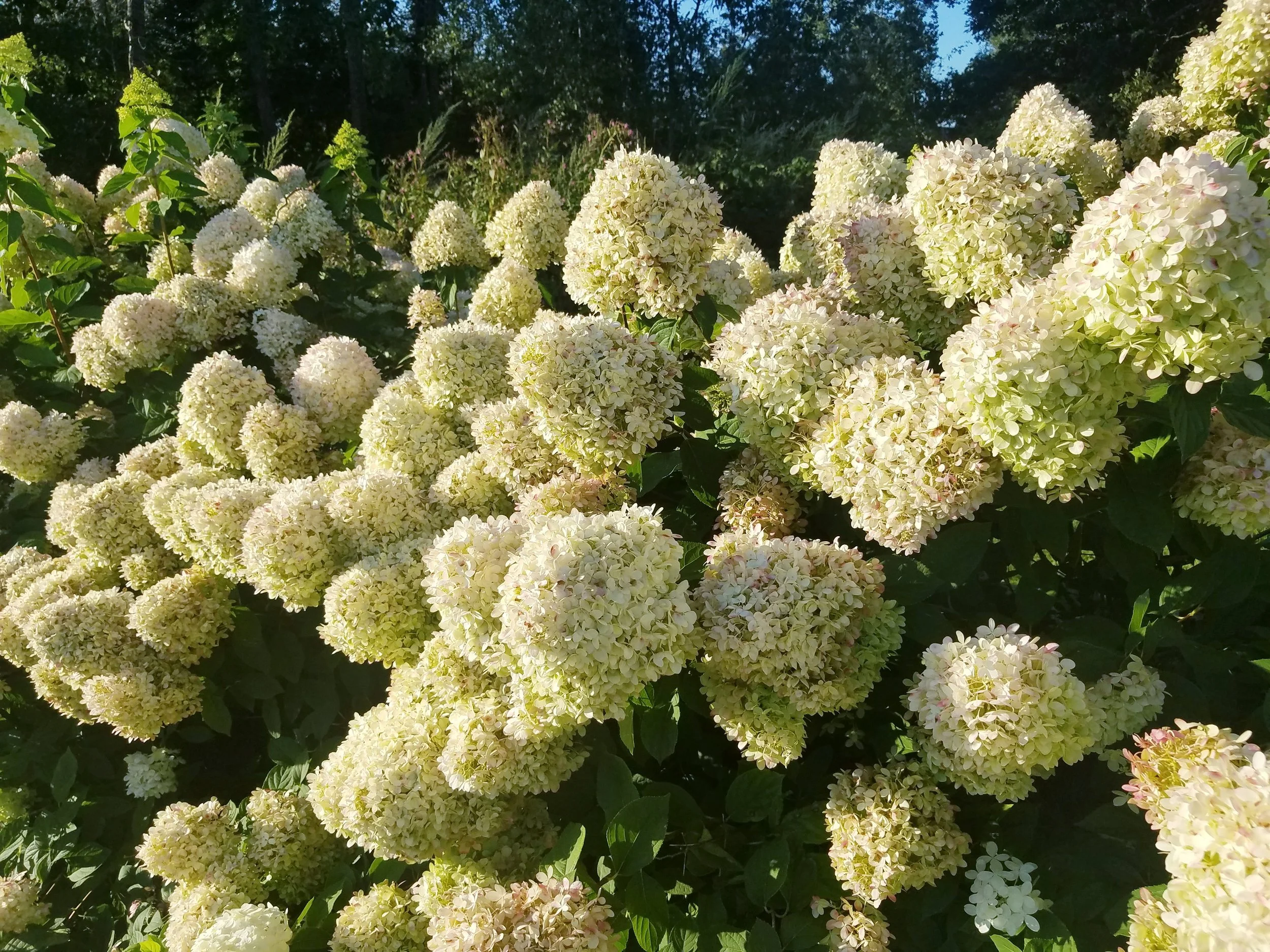 Limelight hydrangea
