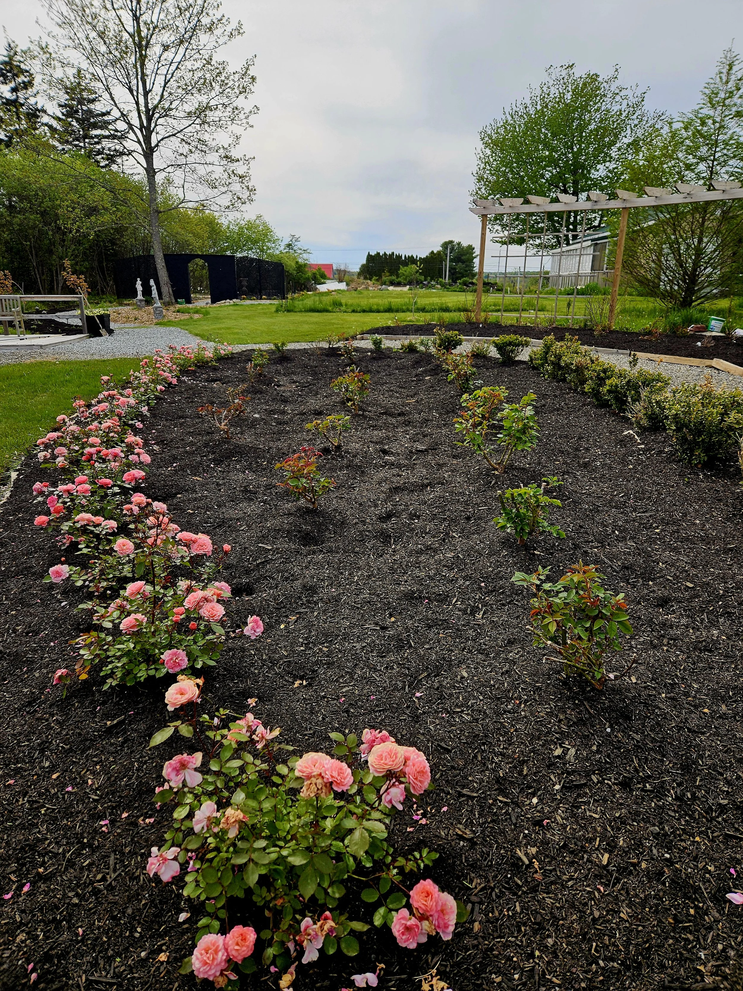 A garden with rows of blooming pink roses on dark mulch, a green lawn, trees, and a wooden trellis structure against a cloudy sky.