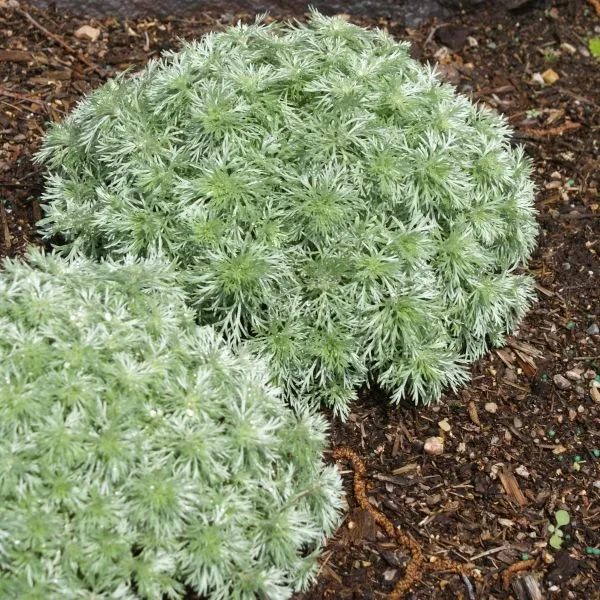 Silver Mound Artemisia (Artemisia schmidtiana ‘Silver Mound’)