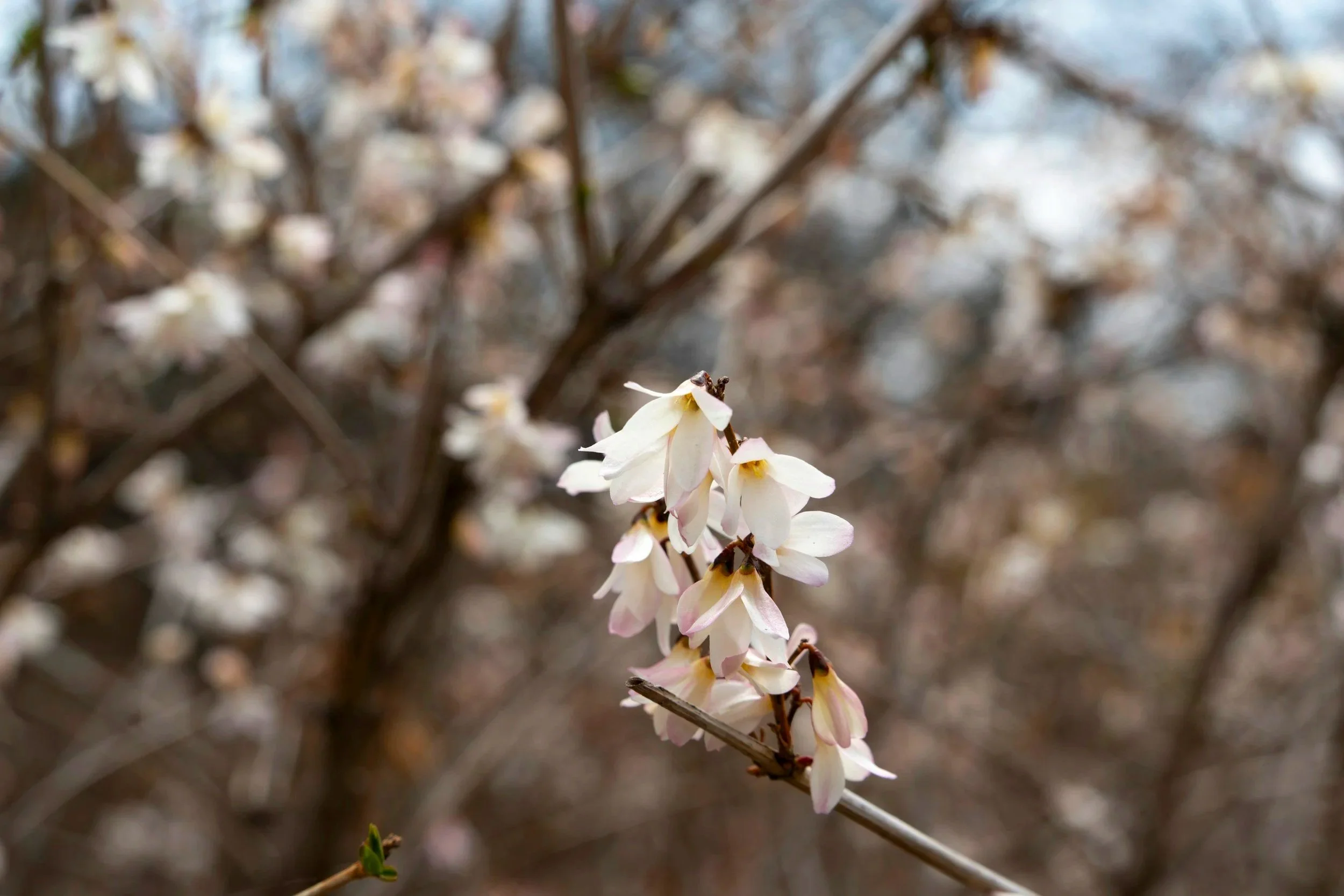 White Forsythia (Abeliophyllum distichum)