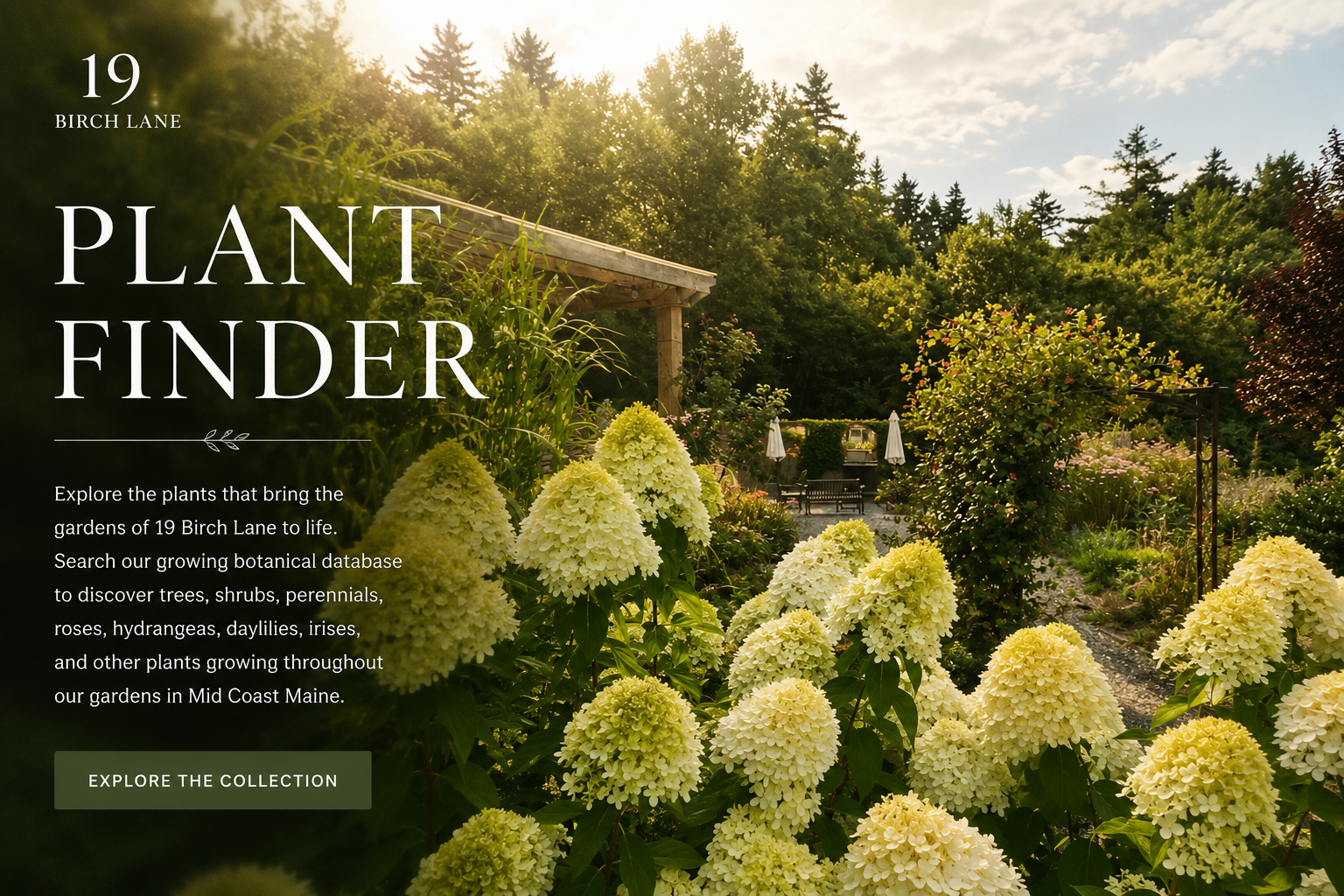 One of the numerous gardens at 19 Birch Lane featuring limelight hydrangeas zebra grass along with a mix of herbaceous perennials and a small Arbor with honeysuckle.