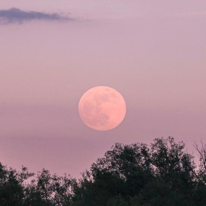🍓Strawberry Full Moon ~ Ritual⬇️⁠
[SAVE for later]⁠
⁠
🎉This full moon is a celebratory lunar phase at its core!⁠
⁠
💗It is one of culmination, promise and fulfillment - an emotional time of romance, fertilization, and relationships.⁠ ⁠
⁠
🐐Capricor