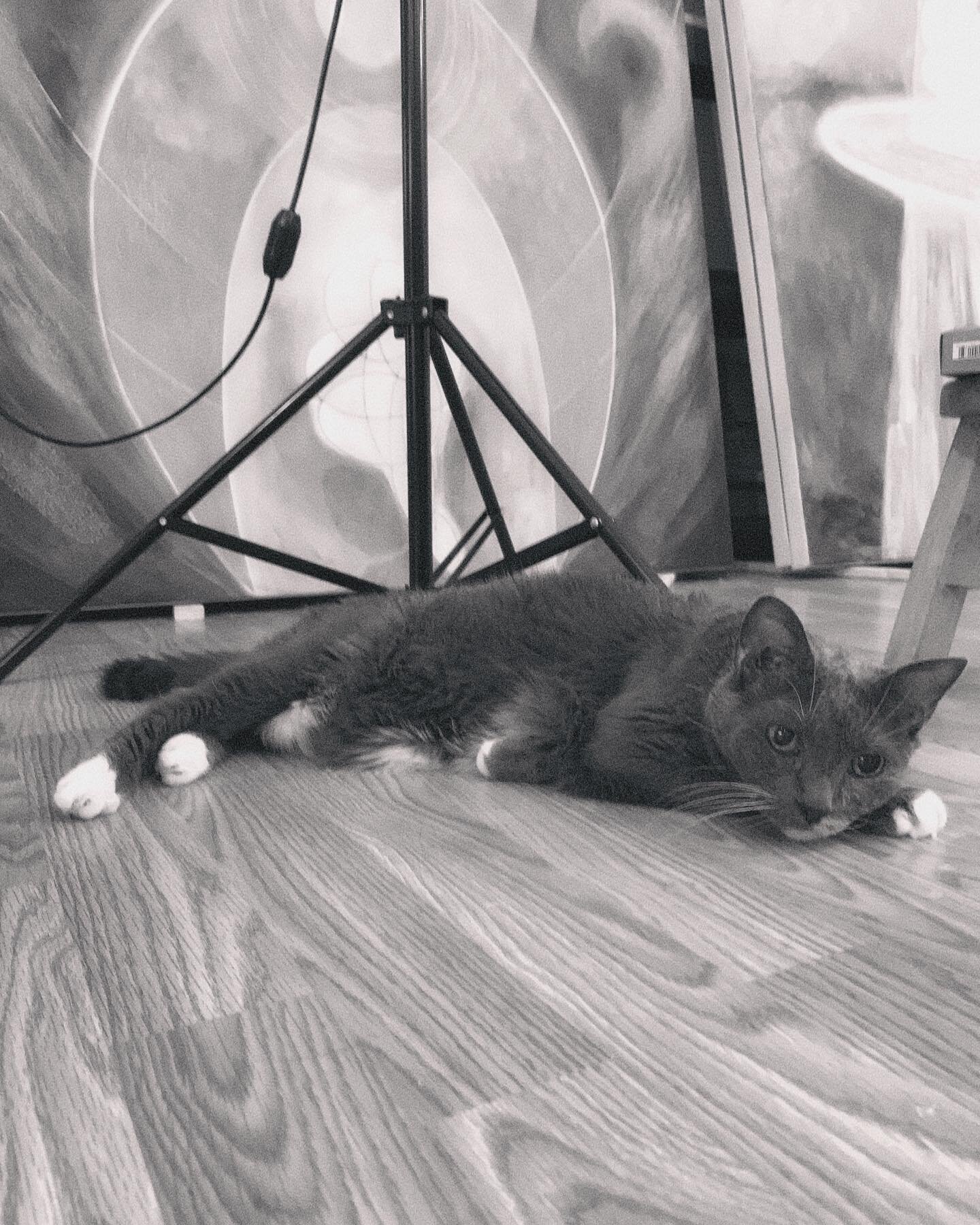 Studio cat love 💗