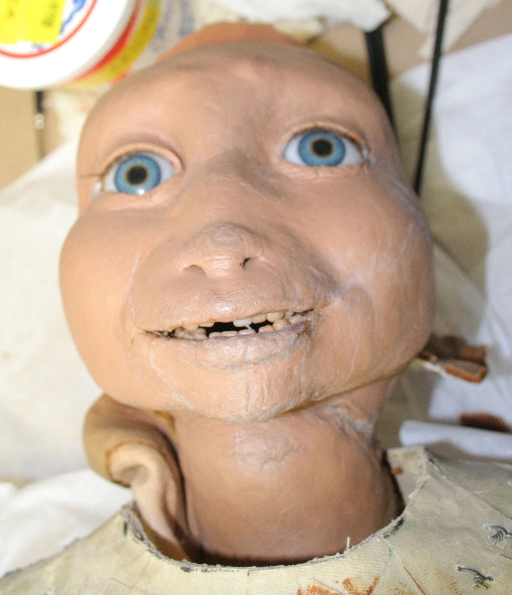 During Conservation - Head