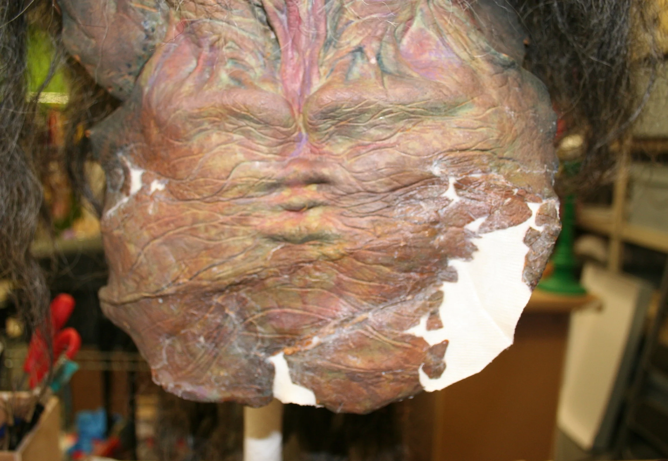 During Conservation - Head
