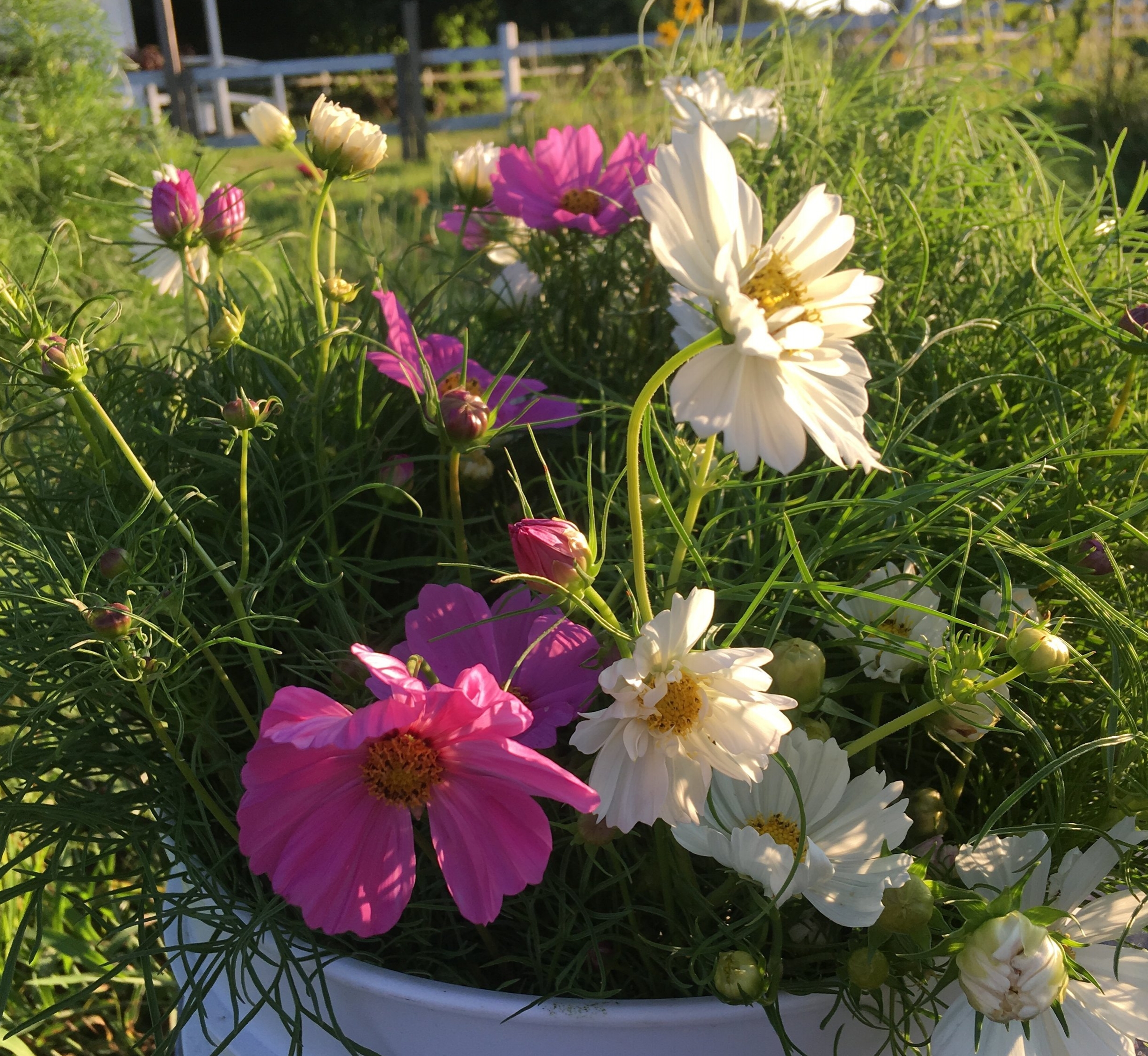 Cosmos in bucket.JPG