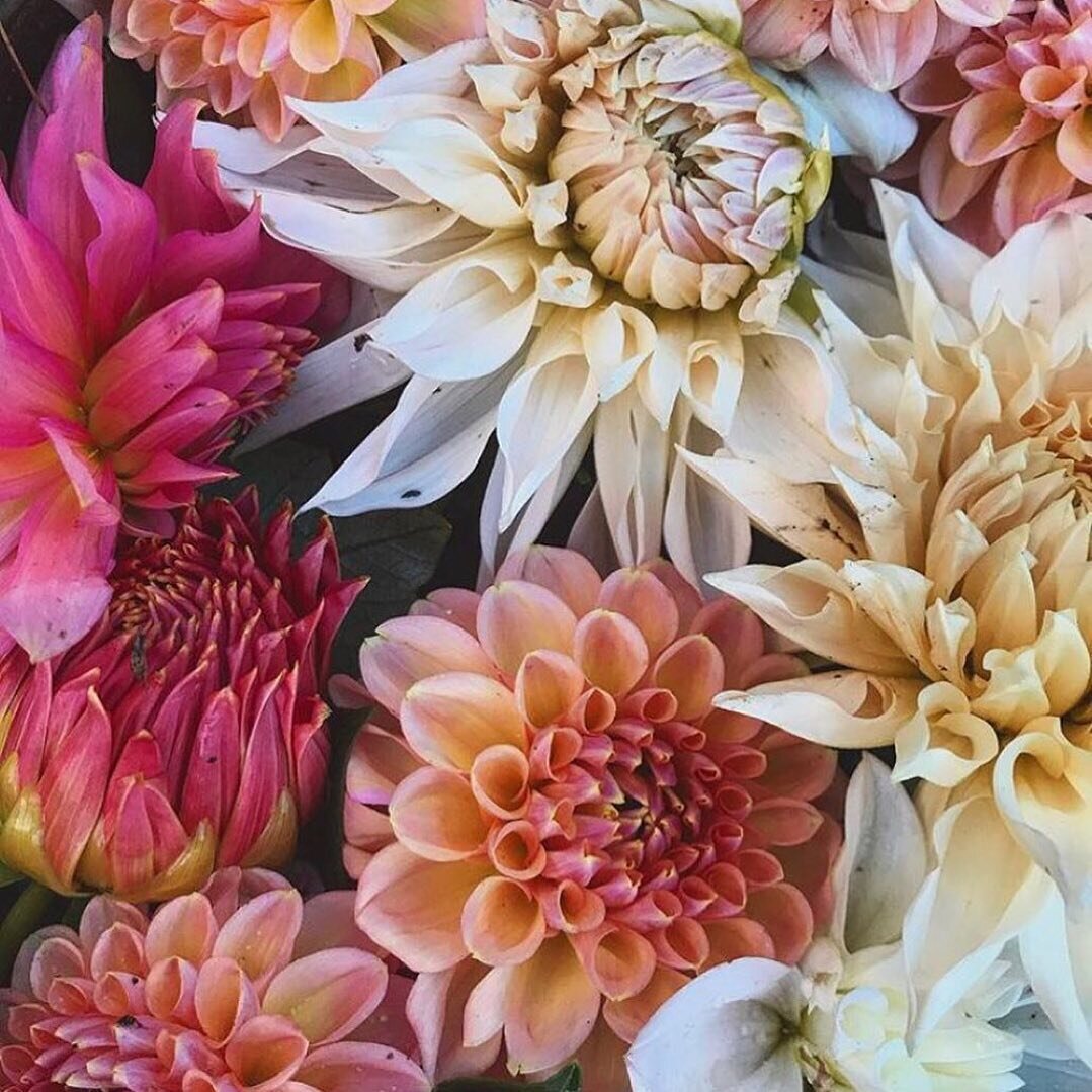 These are not my dahlias! They belong to my talented friend Amanda @ajwildwayfarm 

Amanda has the most beautiful menagerie of animals, flowers, vegetables, and bees on her biodynamic farm in New Hampshire. 
.
.
As well as sharing a veritable wealth 