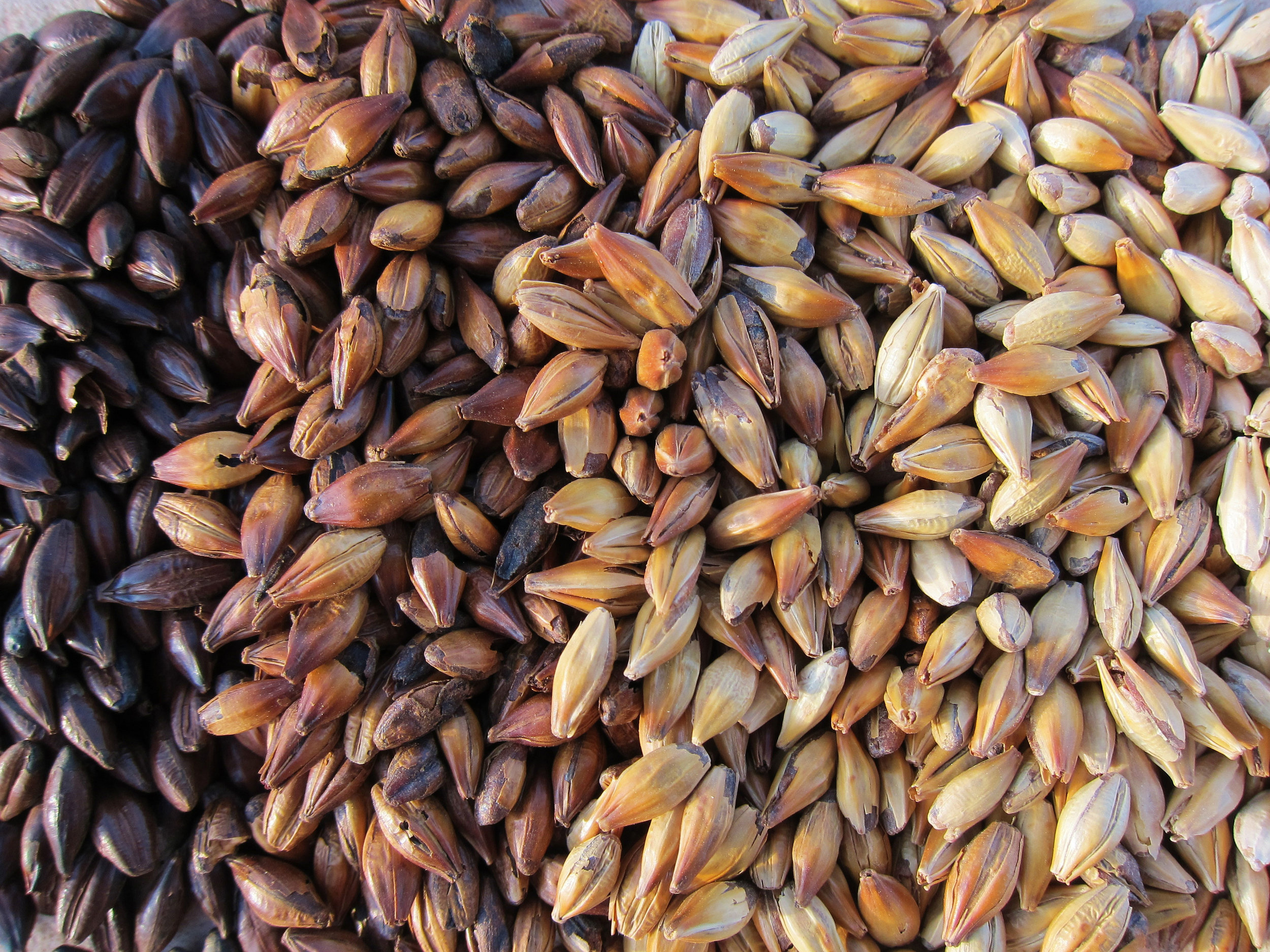grainOPT.jpg