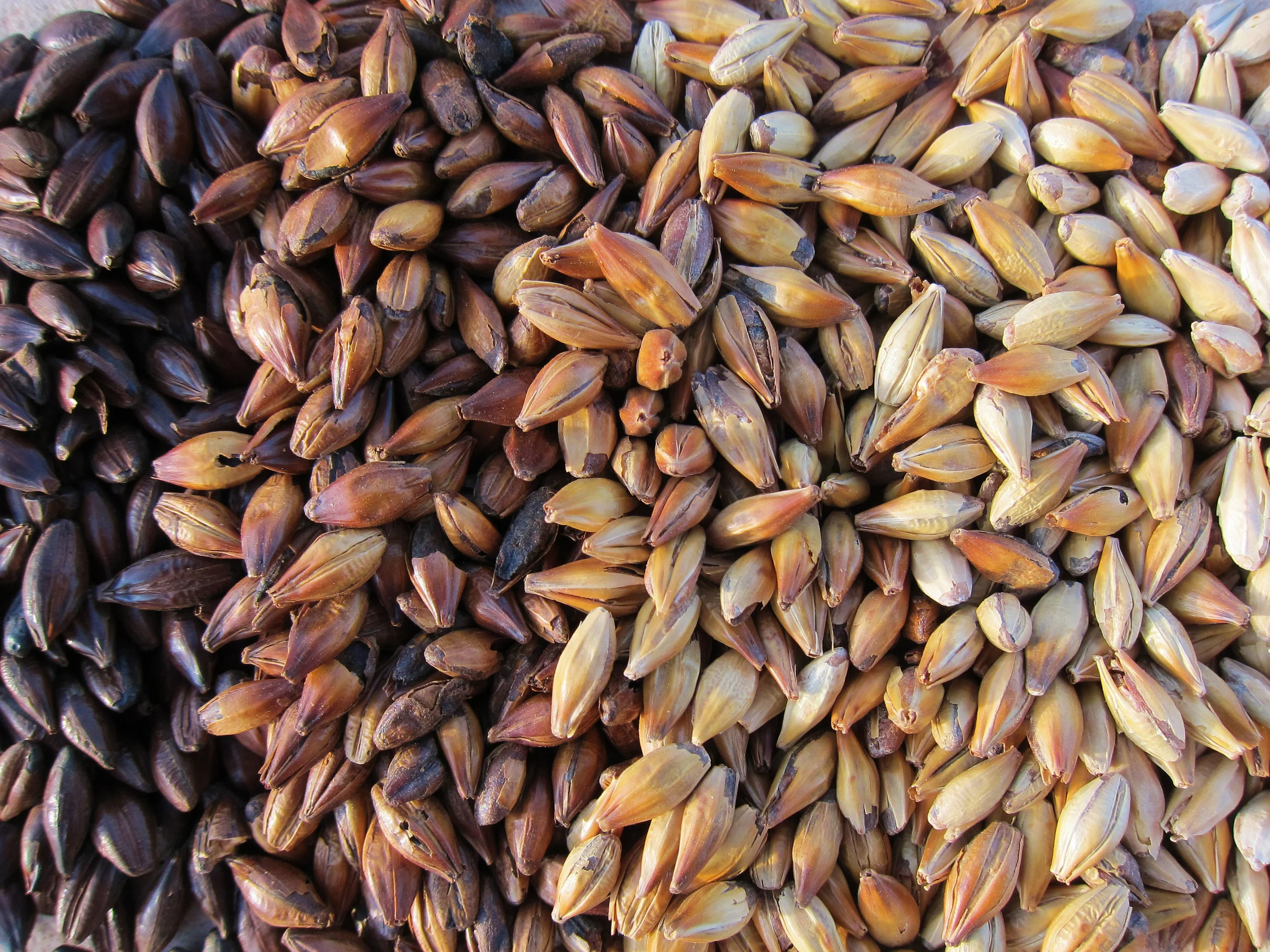 grainOPT.jpg