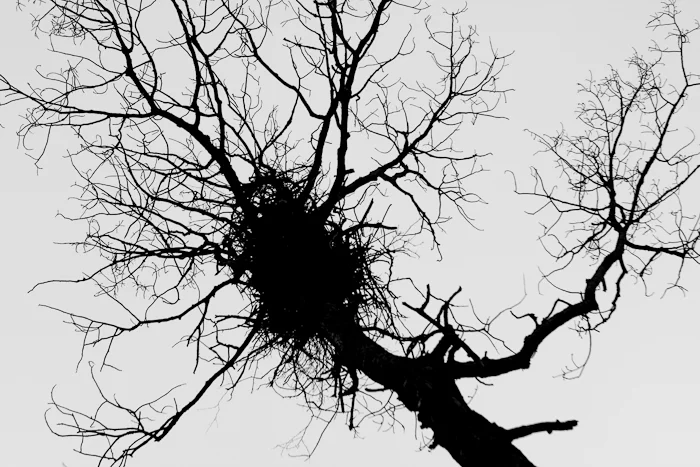 58_bald-eagles-nest.jpg