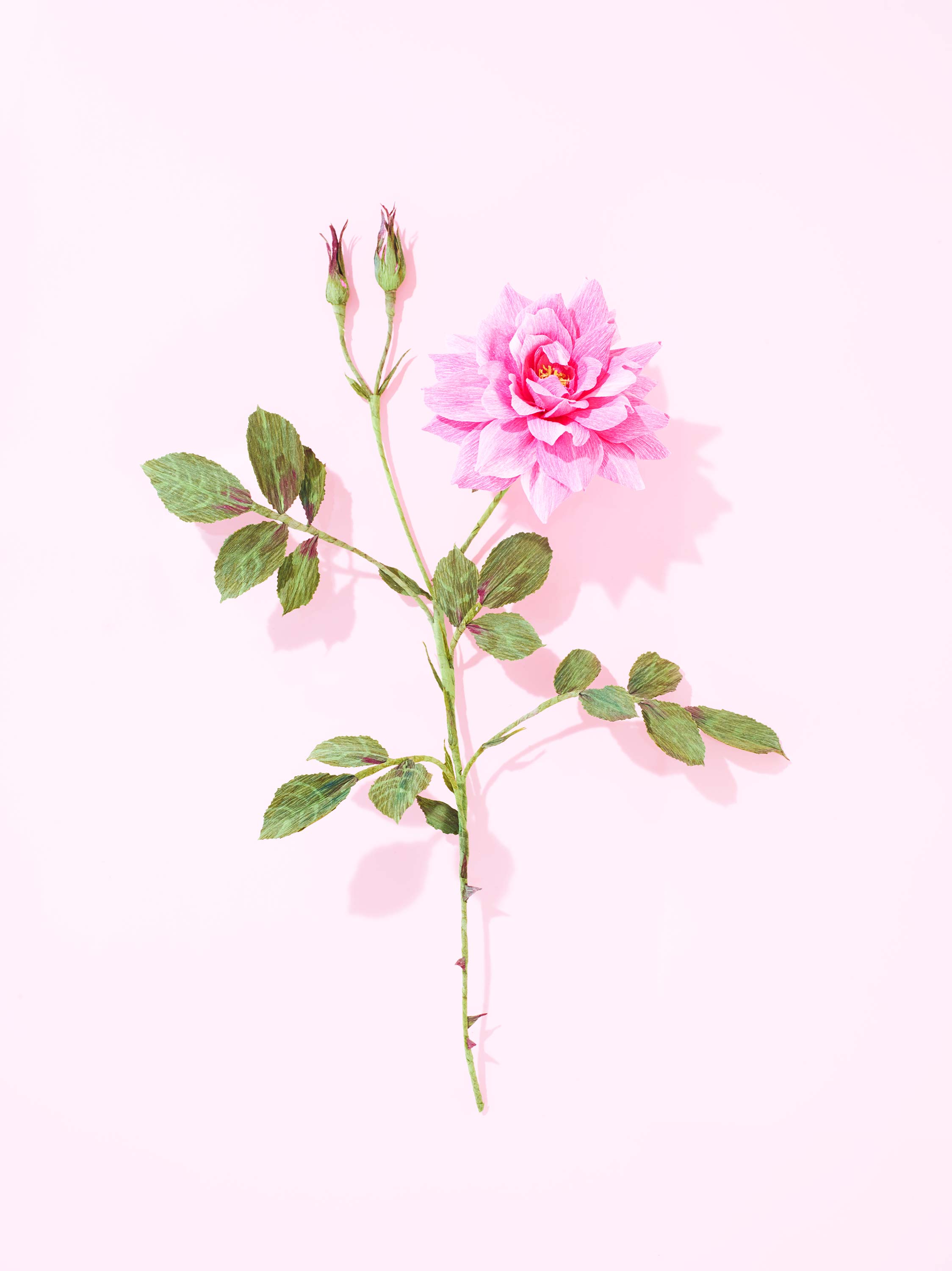 002-Garden-Rose_0017.jpg