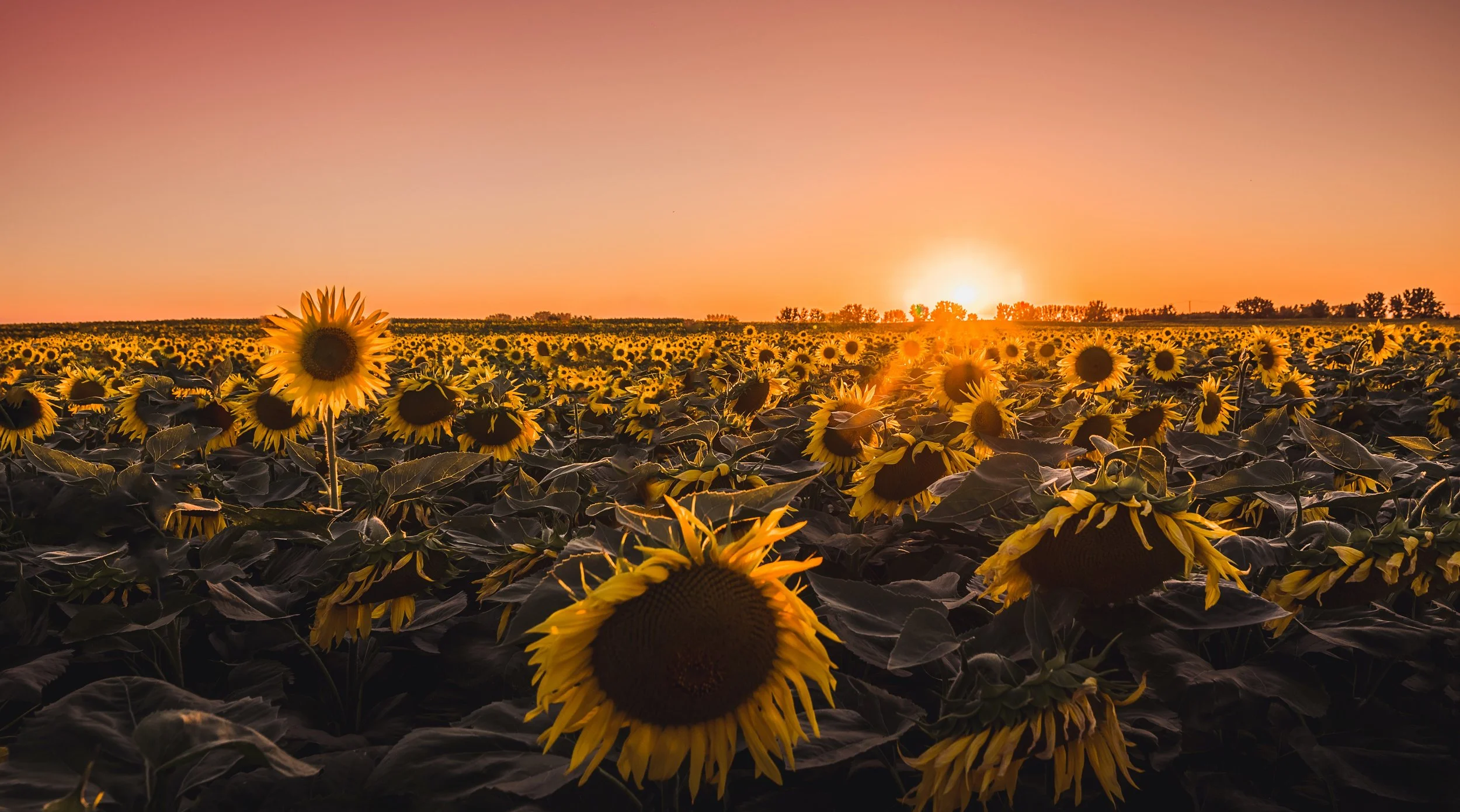 Sunflowers.jpg