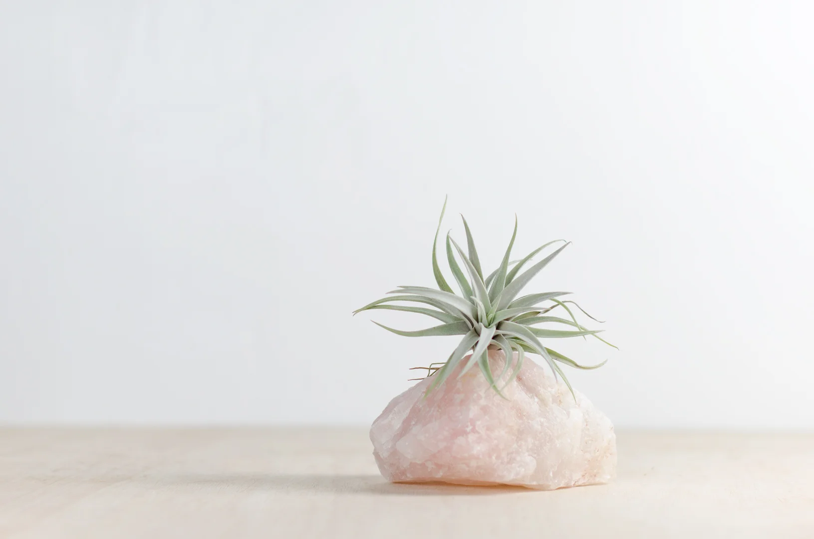 rose_quartz_small_tillandsia_1280x848.jpg