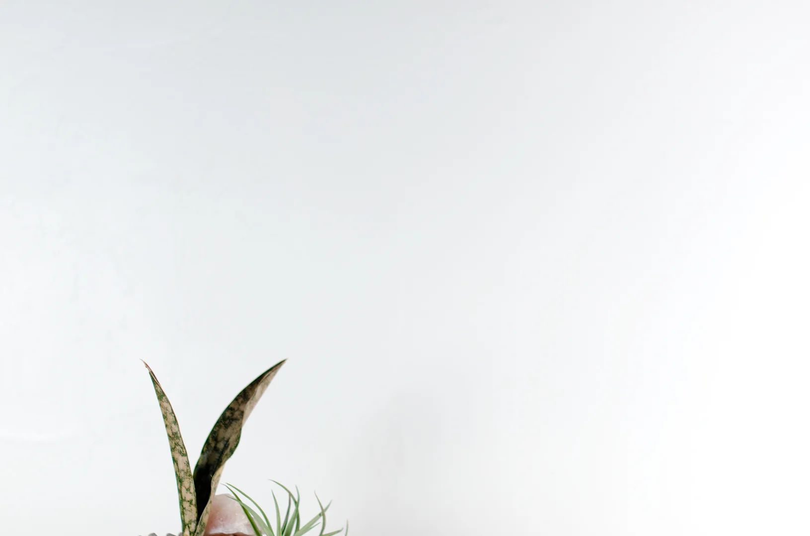 sansevieria_coppertone_rose_quartz_purple_jasper_tilly.jpg