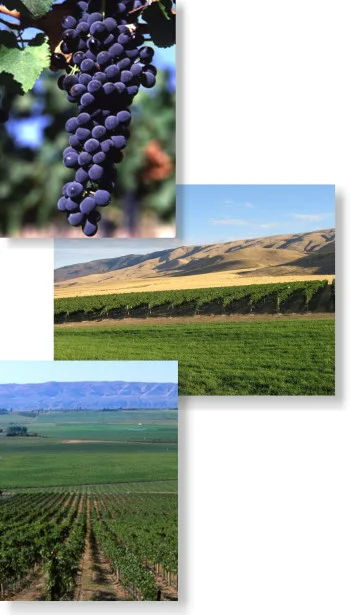 This collage illustrates some of the vineyards used to make Hamilton Cellars wine.