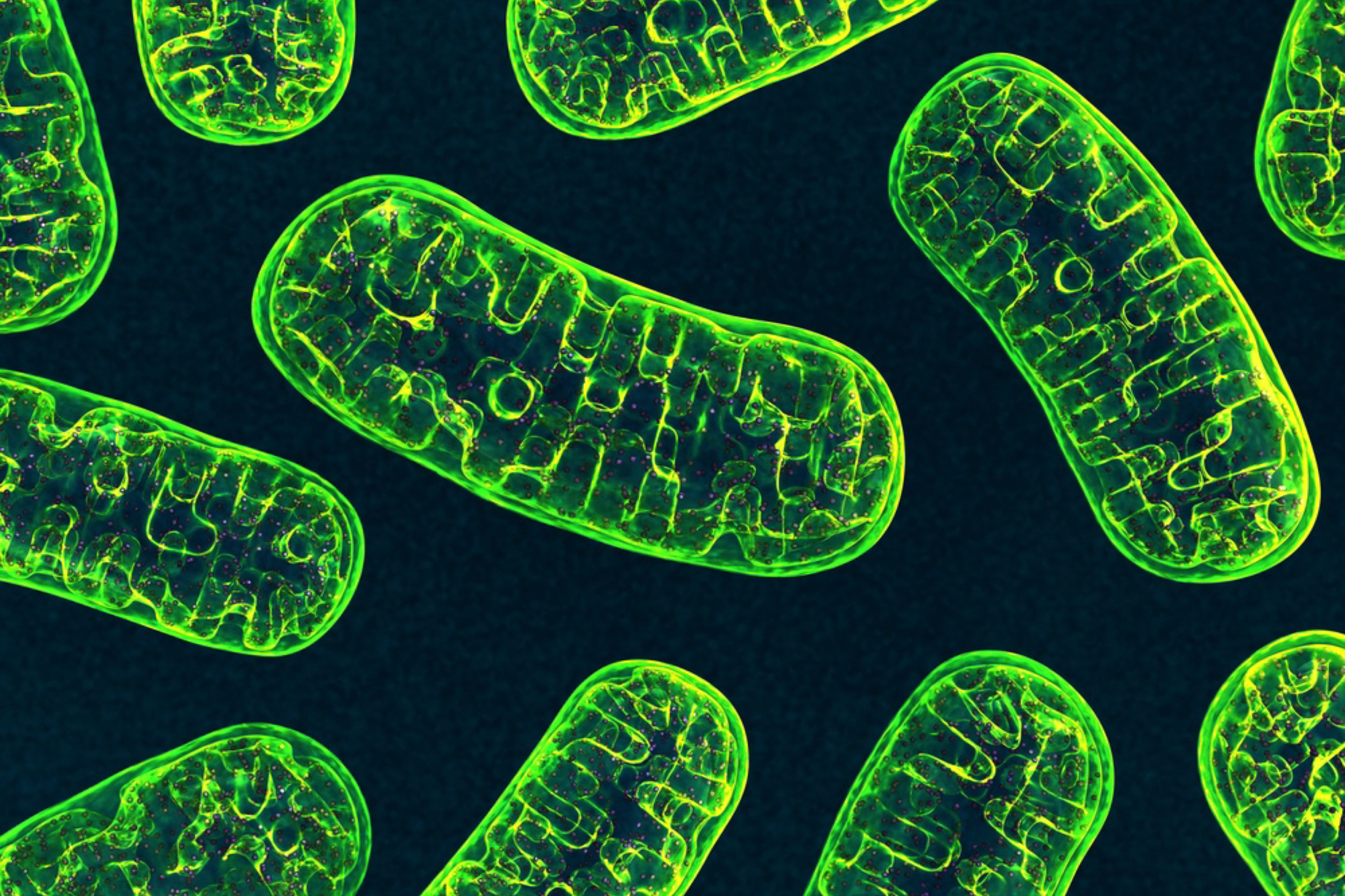 Mitochondria’s Role in Cell Death