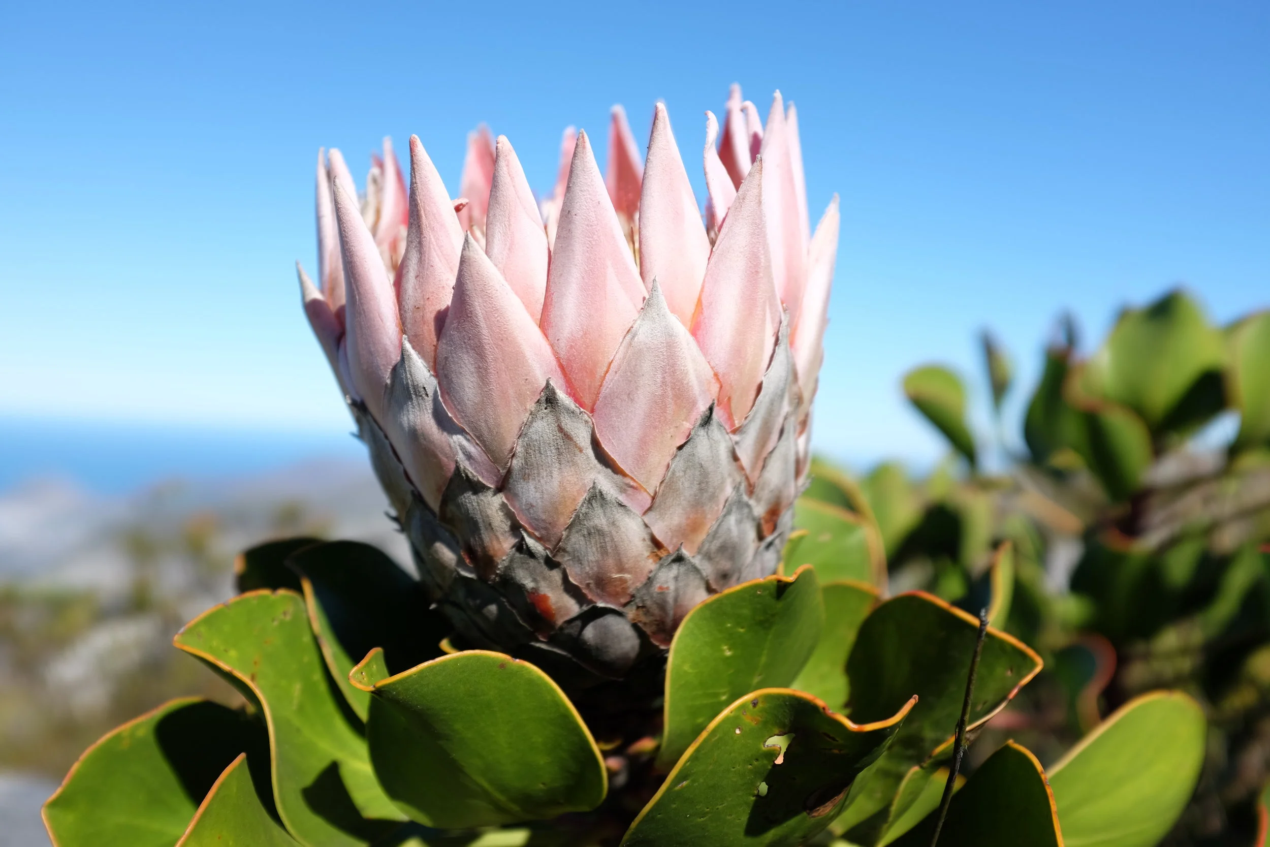 Found some Protea, the national flower of South Africa, on Table Mountain. The giant variety kind of looks like half a pineapple from the side.&nbsp;