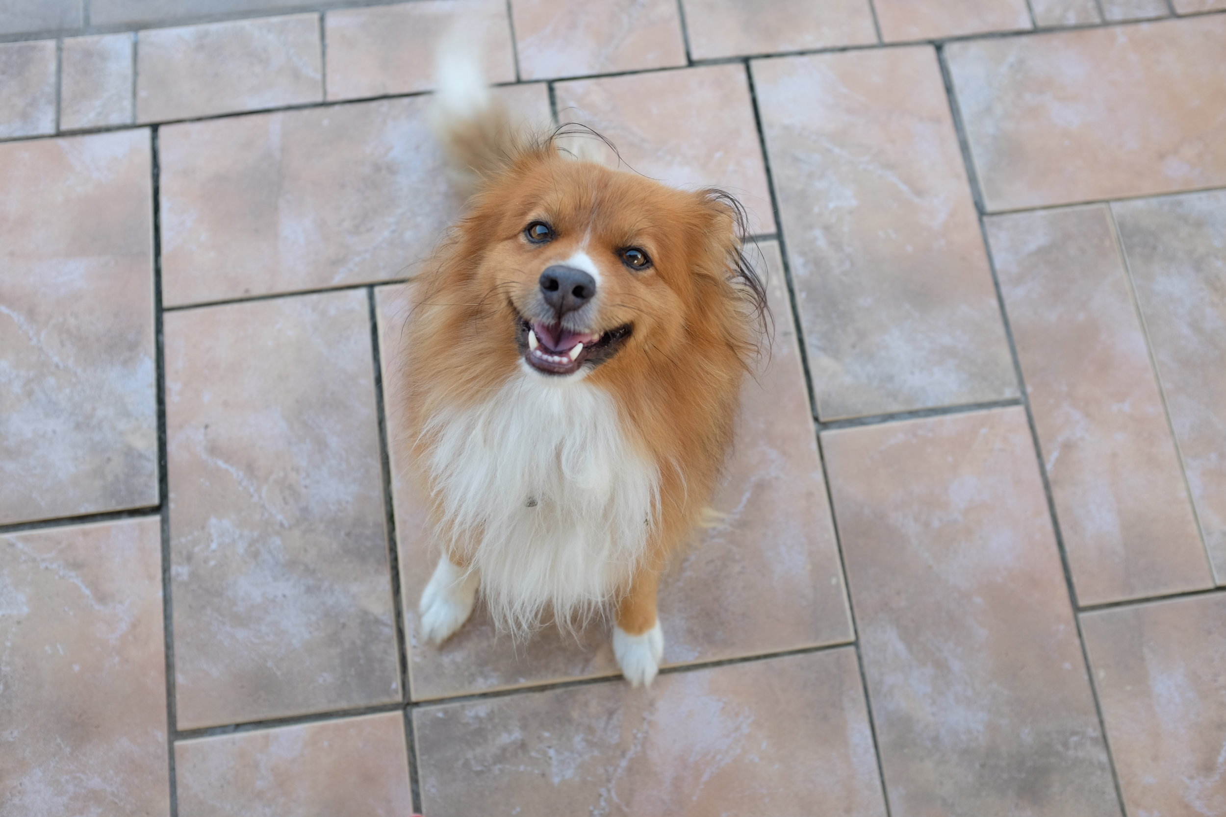 Rusty, the family dog, showing off during his photo shoot.&nbsp;