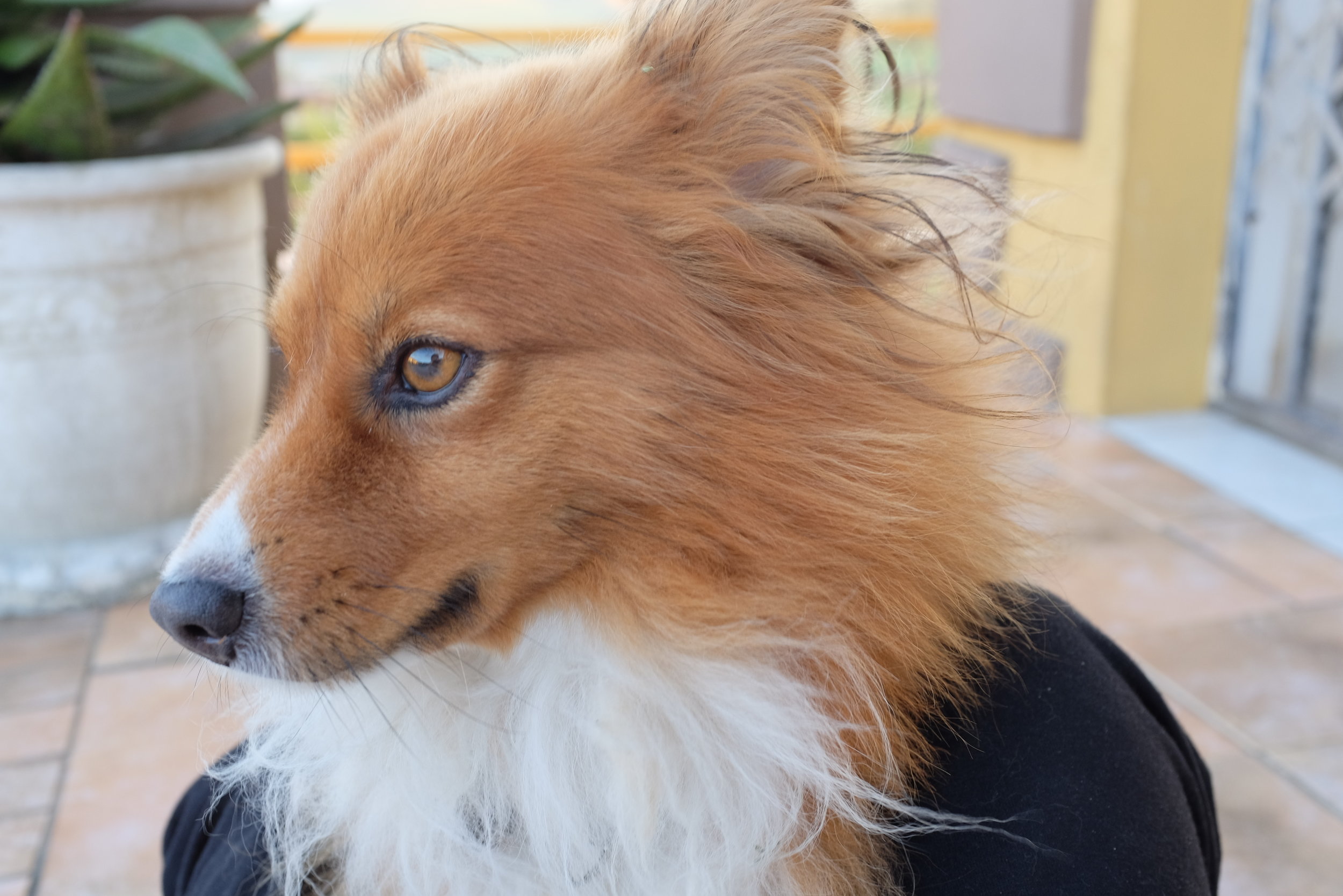 What a handsome gent.&nbsp;
