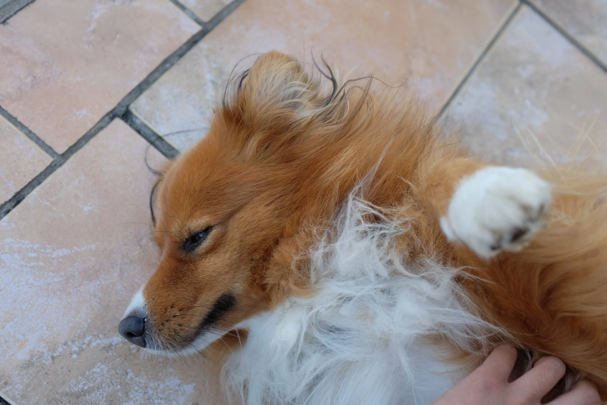 Slightly less dignified during belly rubs.&nbsp;