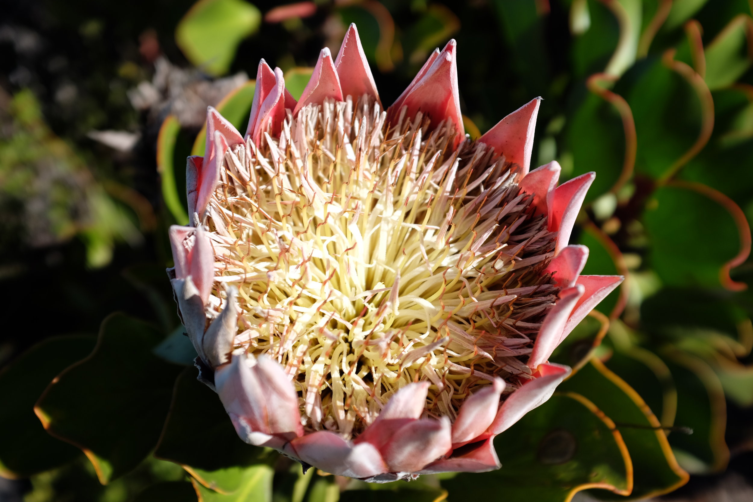 protea cape town 2