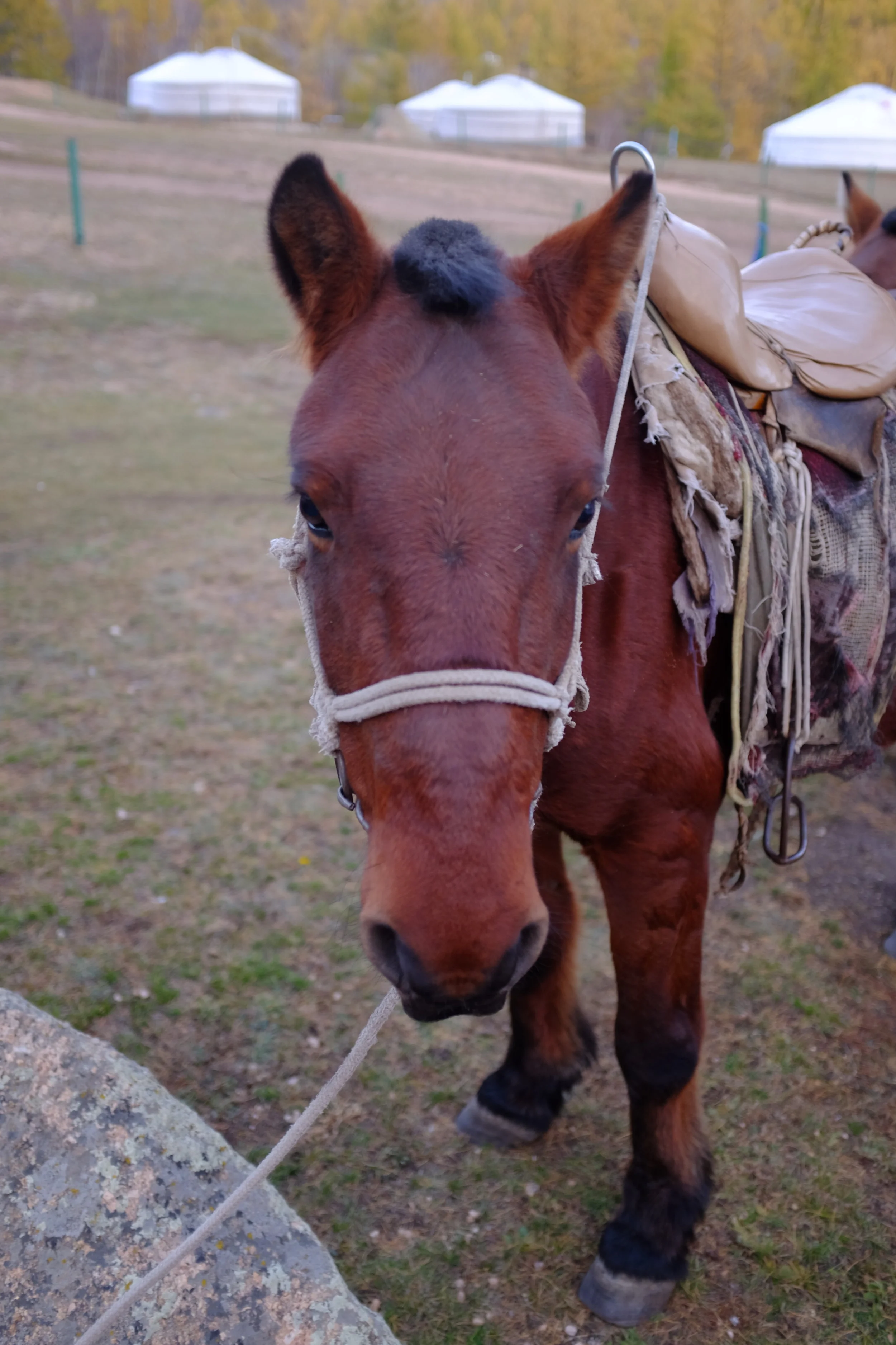 horse face mongolia