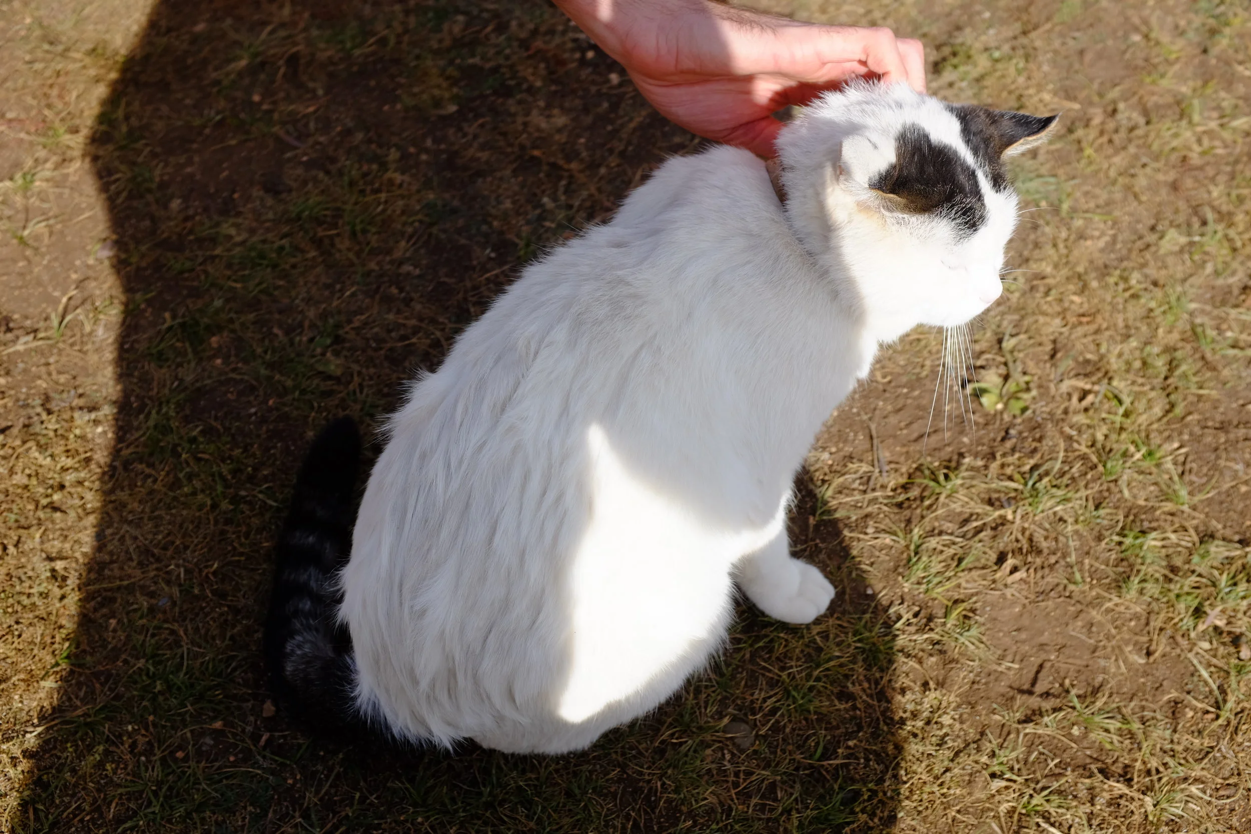 terelj park cat