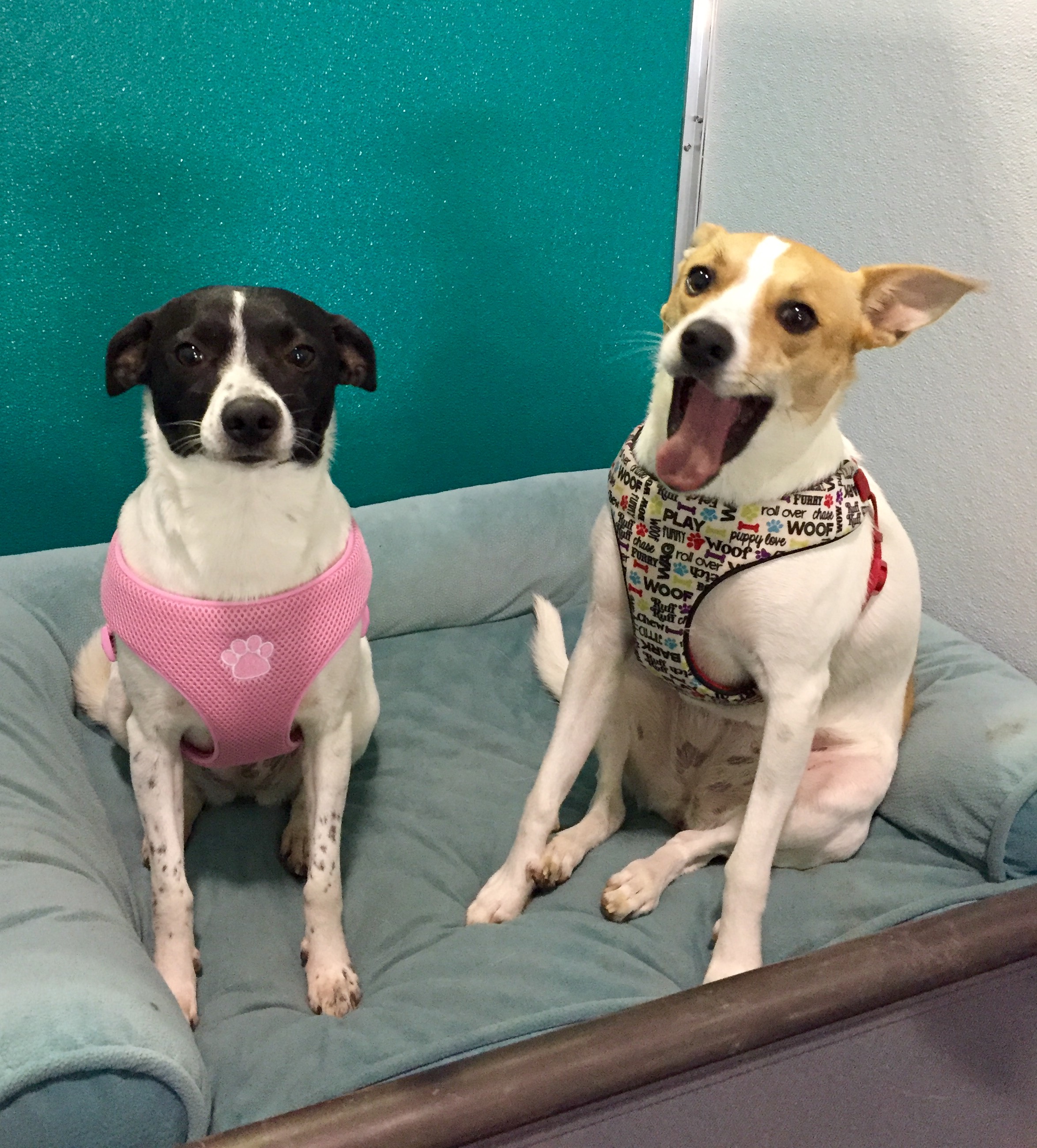 hideaway dog boarding