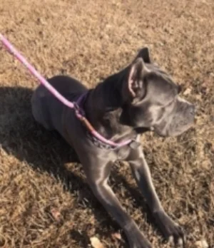 Slip Lead - modeled by Stella
