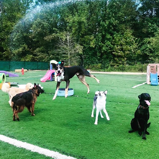 Oh Human, don’t mind us, we’re just practicing our levitating skills this morning. 🐾⚡️