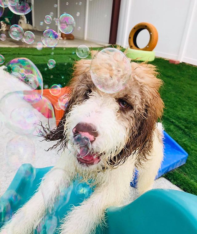 I meeeean.... I guess you could say our weekend has been filled with the bubbly... 🤪 #hideawasted #bubblefun